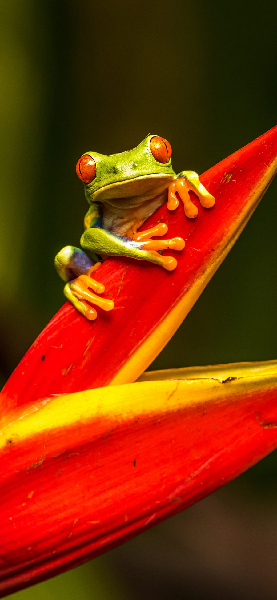 [2436×1125]青蛙 益虫 花 爬行 苹果手机壁纸图片