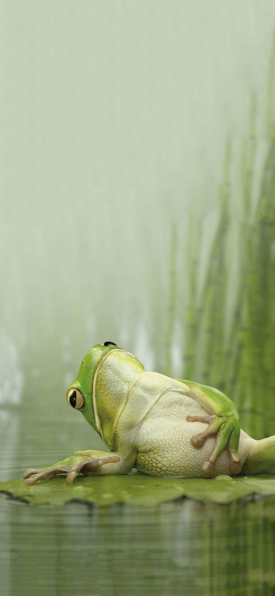 [2436×1125]青蛙 荷叶 绿豆蛙 休息 苹果手机壁纸图片