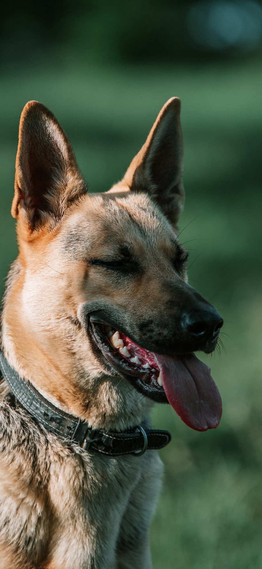 [2436×1125]项圈 宠物 狼犬 狗 苹果手机壁纸图片