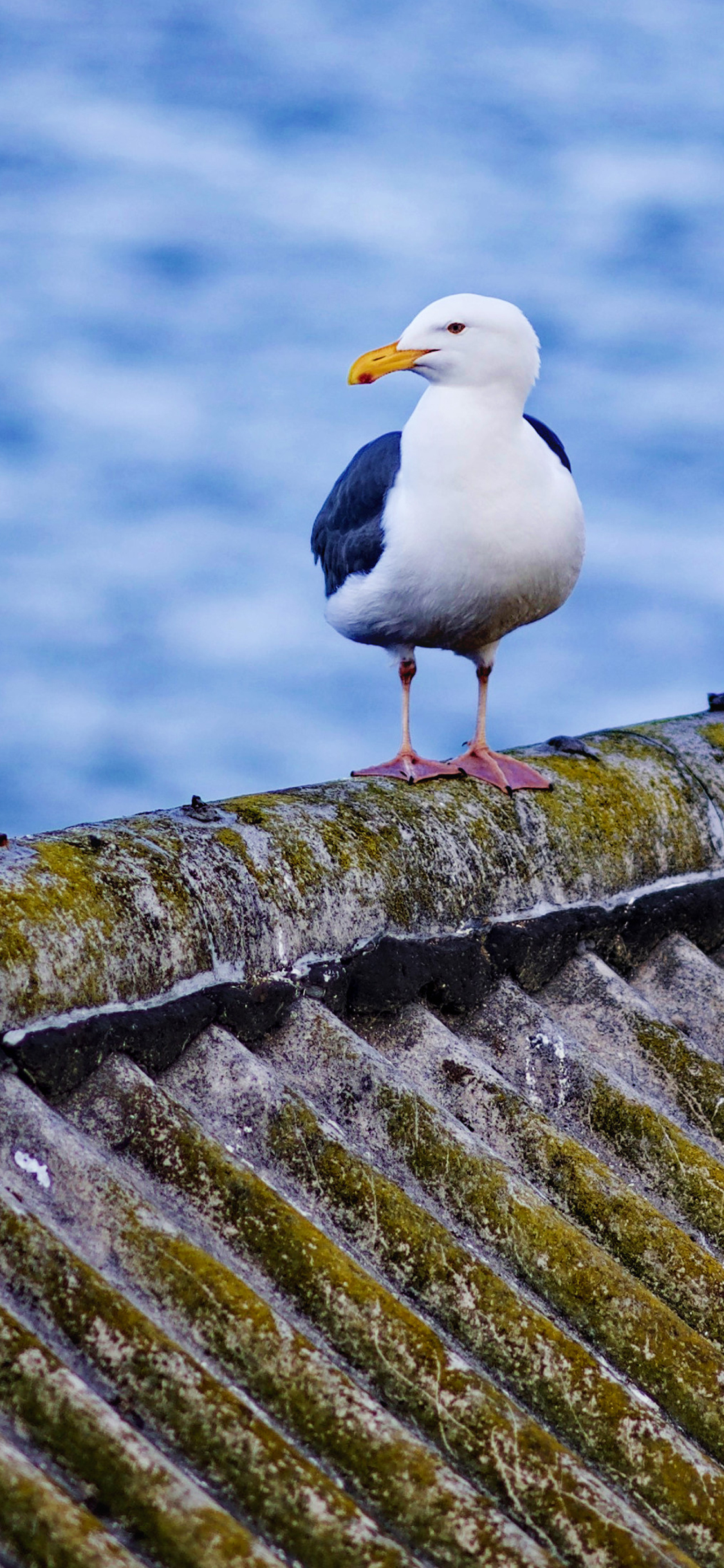 [2436×1125]风景 海鸟 屋顶 海洋 站立 苹果手机壁纸图片