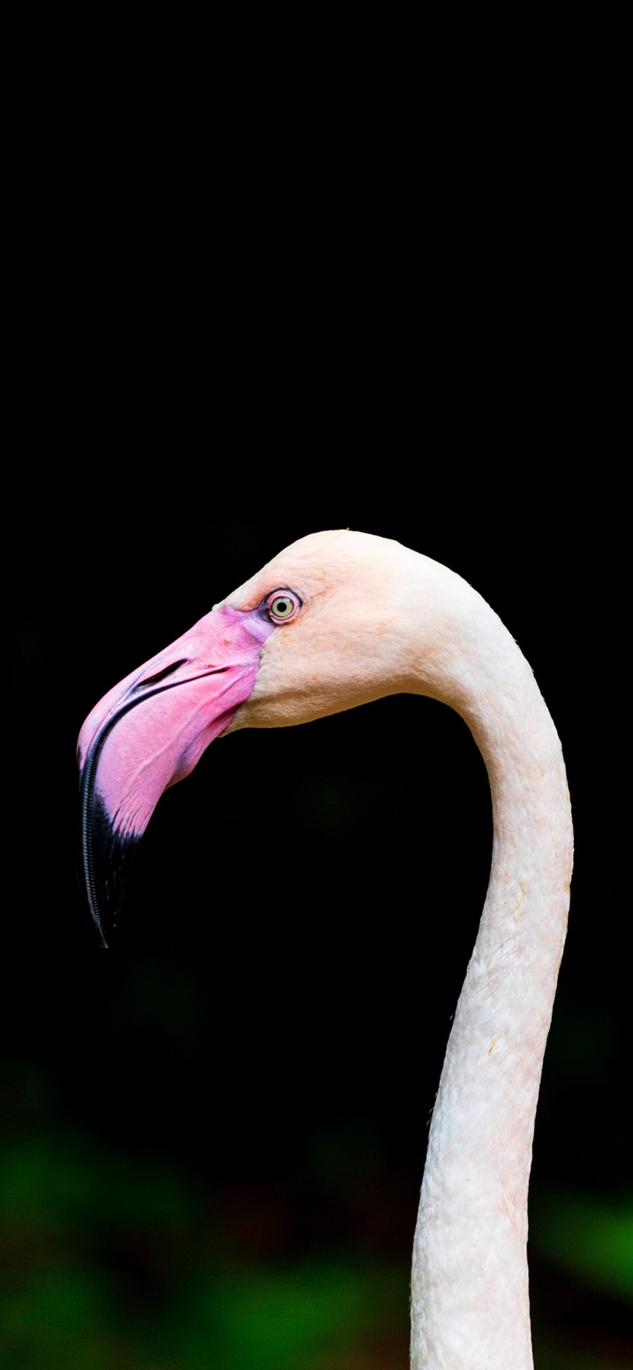 [2436×1125]飞禽 火烈鸟 保护动物 粉色嘴 苹果手机壁纸图片