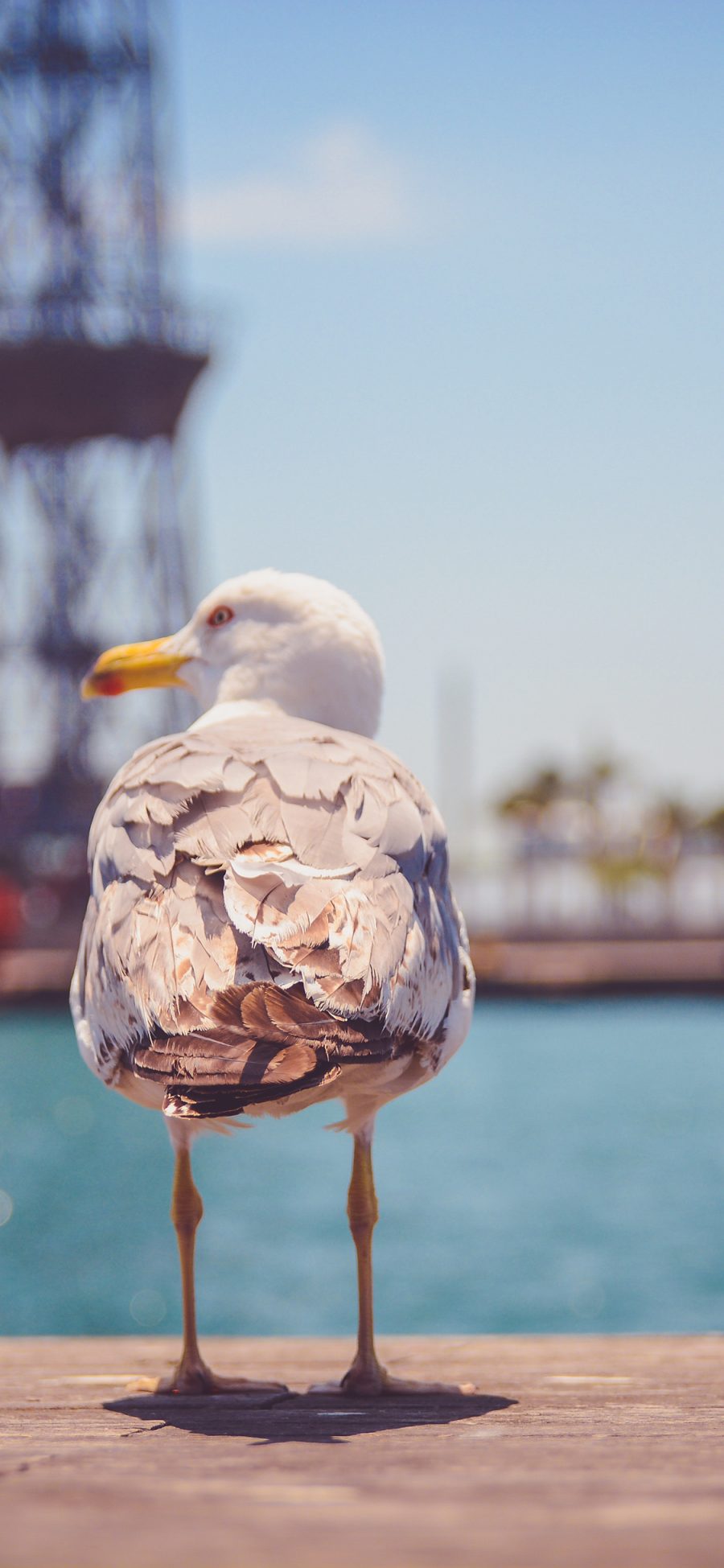 [2436×1125]飞行动物 鸟类 站立 海边 苹果手机壁纸图片