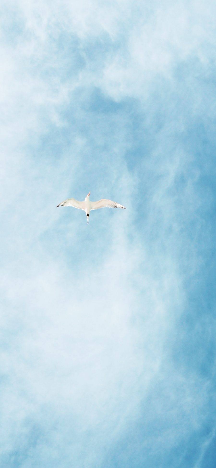 [2436×1125]飞鸟 天空 云层 翱翔 苹果手机壁纸图片