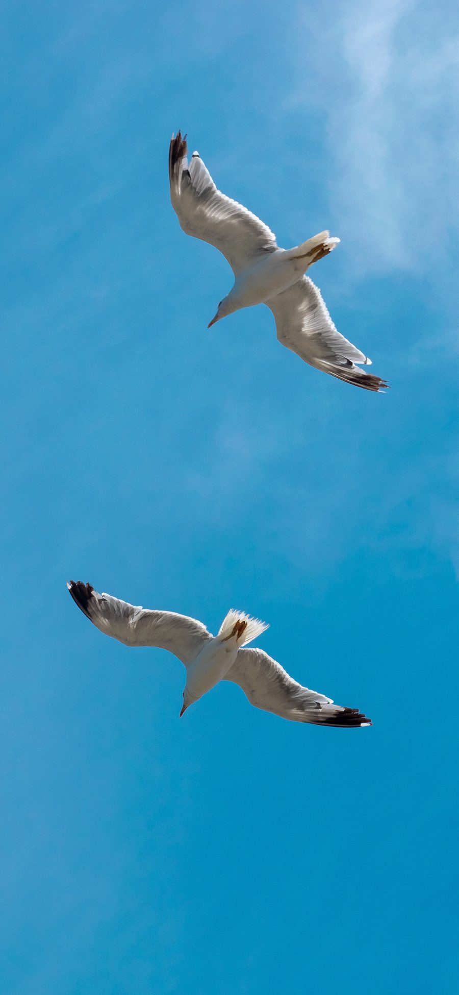 [2436×1125]飞鸟 天空 鸟类 飞翔 苹果手机壁纸图片