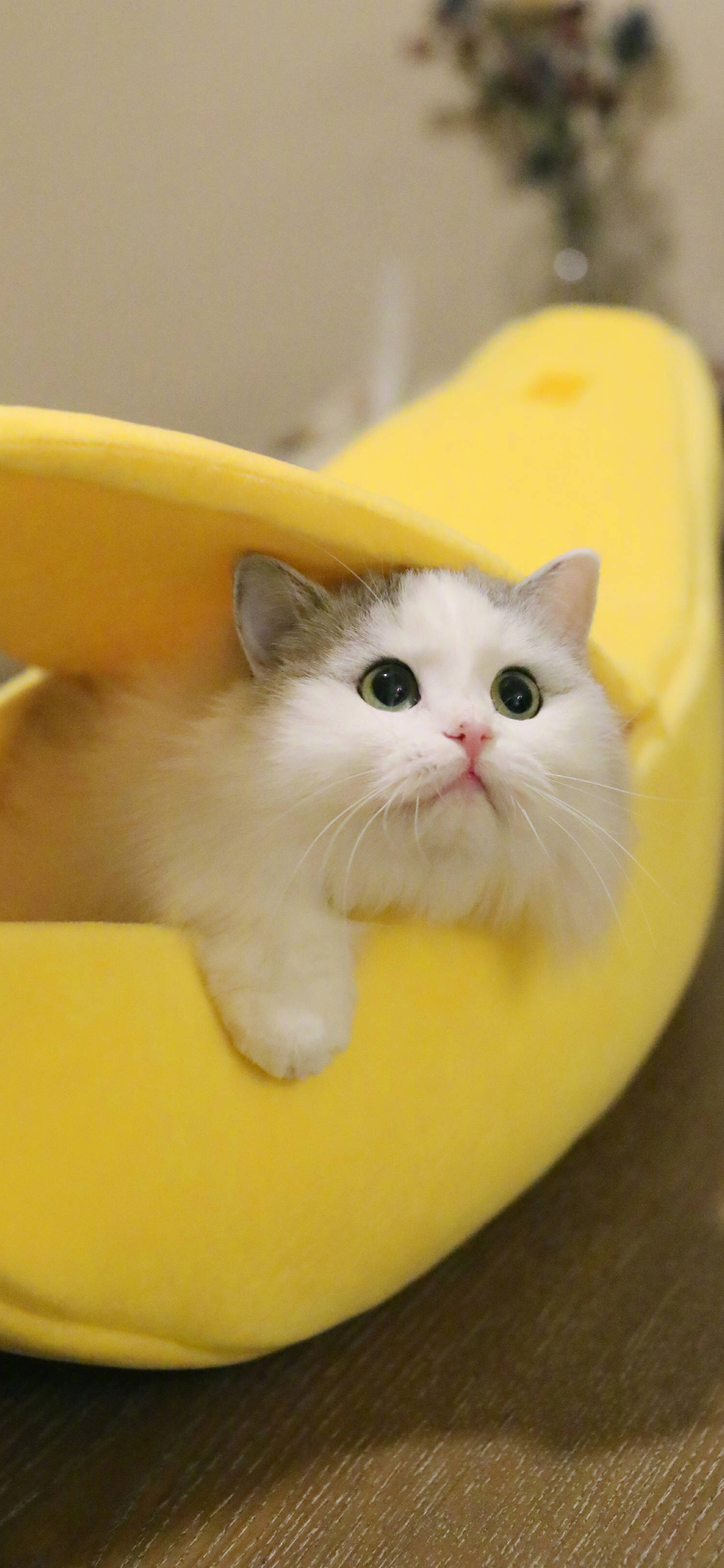 [2436×1125]香蕉床 宠物猫 布偶猫 苹果手机壁纸图片