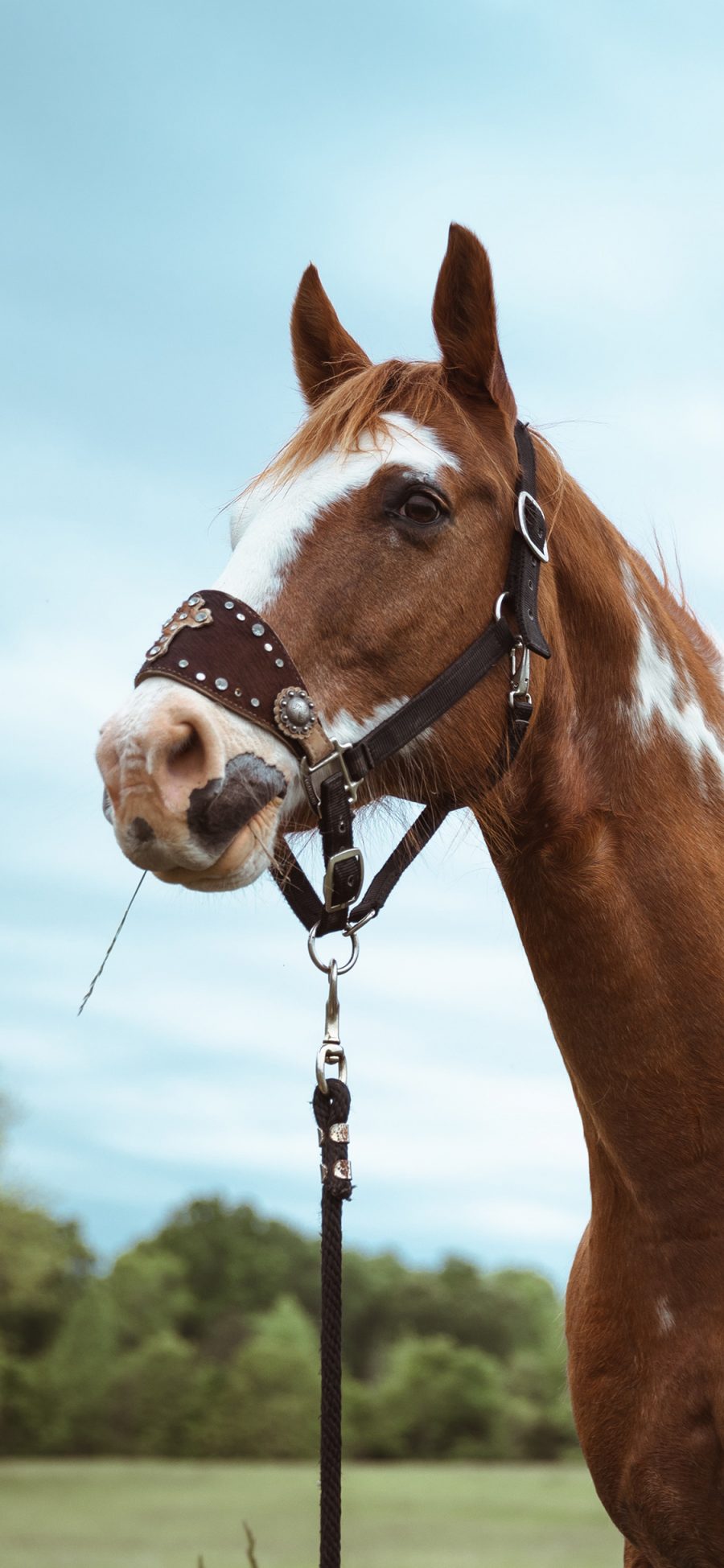 [2436×1125]马匹 牲畜 饲养 缰绳 苹果手机壁纸图片