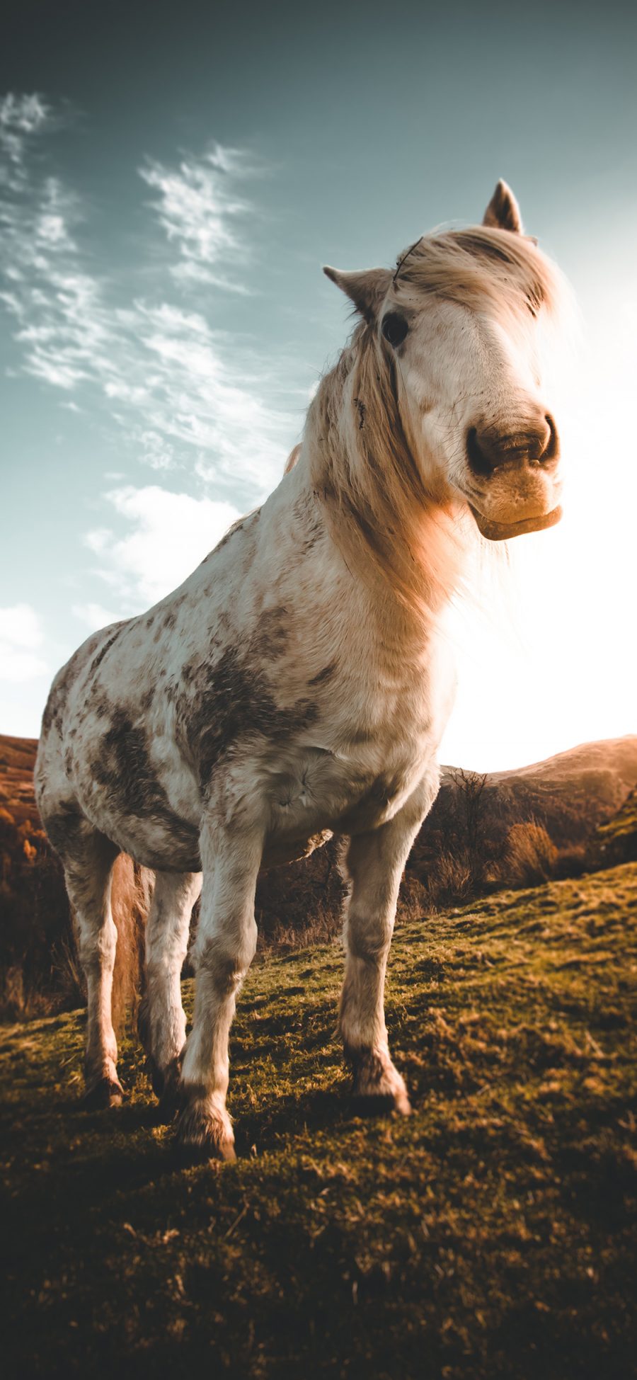 [2436×1125]马匹 草地 天空 脏脏的马 苹果手机壁纸图片