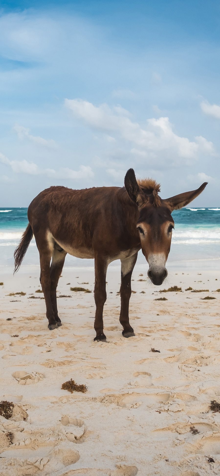 [2436×1125]驴 沙滩 海边 牲畜 苹果手机壁纸图片