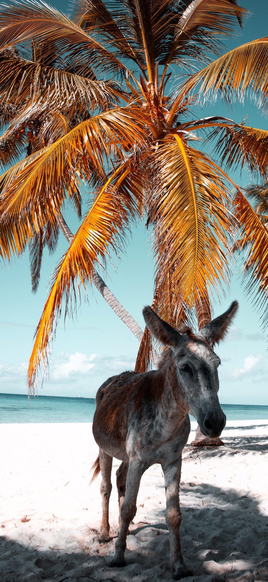 [2436×1125]驴 海边 沙滩 椰树 苹果手机壁纸图片