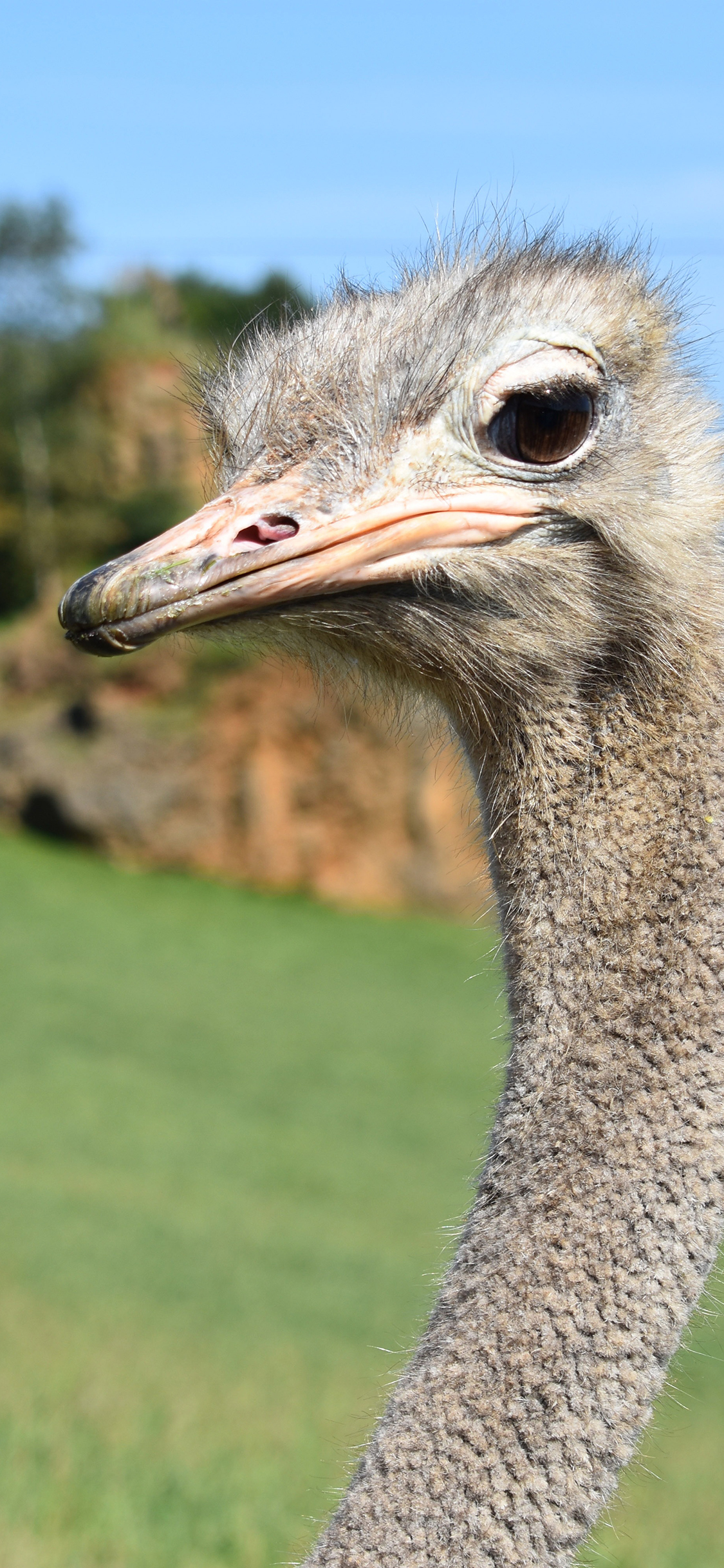 [2436×1125]骆驼 头 特写 毛发 苹果手机壁纸图片