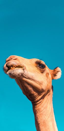 [2436x1125]骆驼 头部 蓝天 仰拍 苹果手机壁纸图片