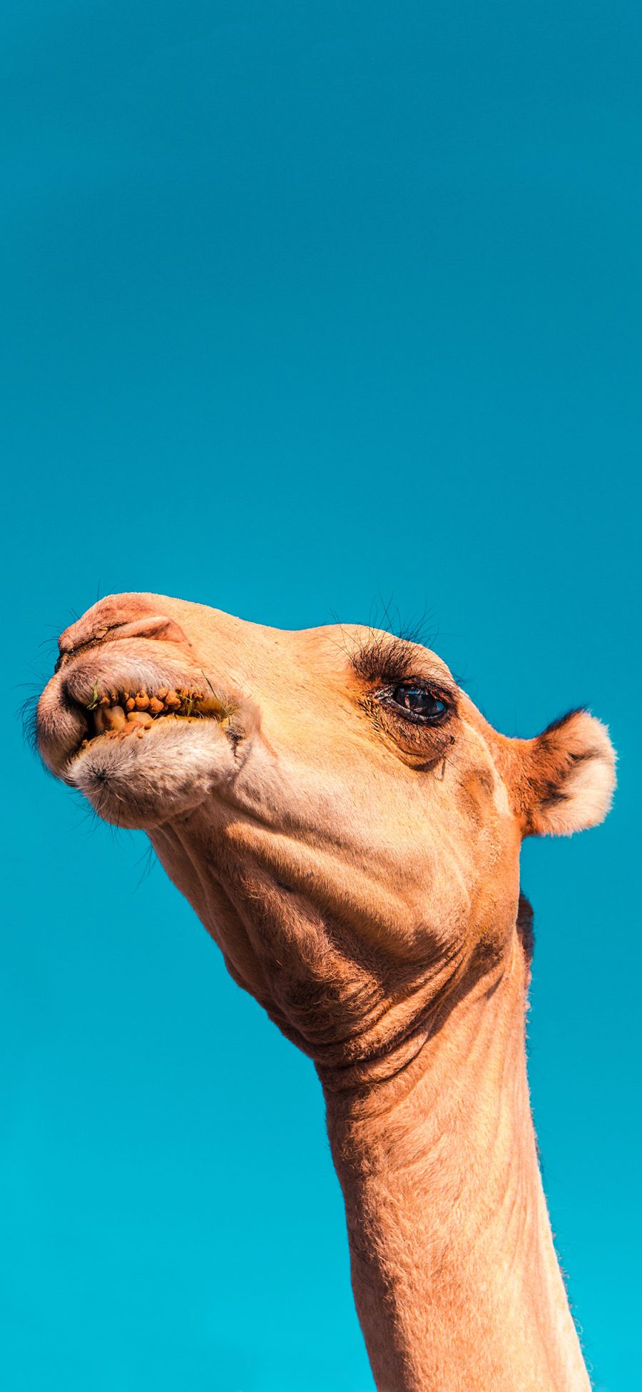 [2436×1125]骆驼 头部 蓝天 仰拍 苹果手机壁纸图片
