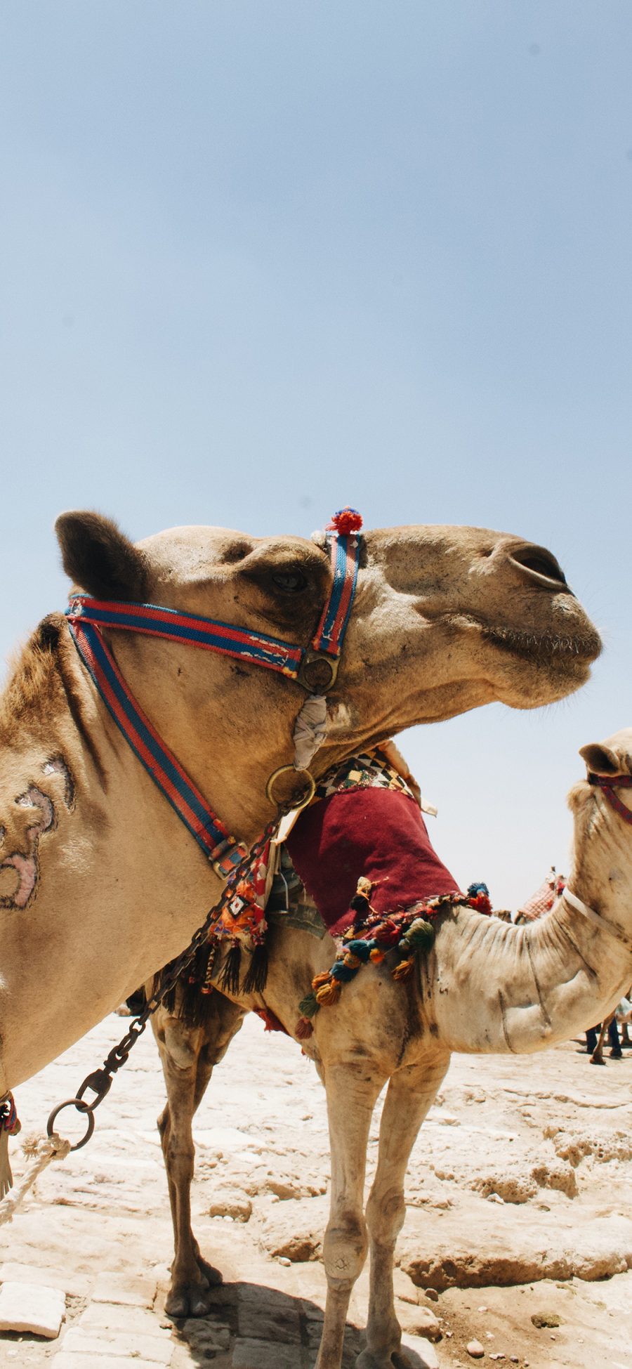 [2436×1125]骆驼 沙漠 干旱 绳索 苹果手机壁纸图片
