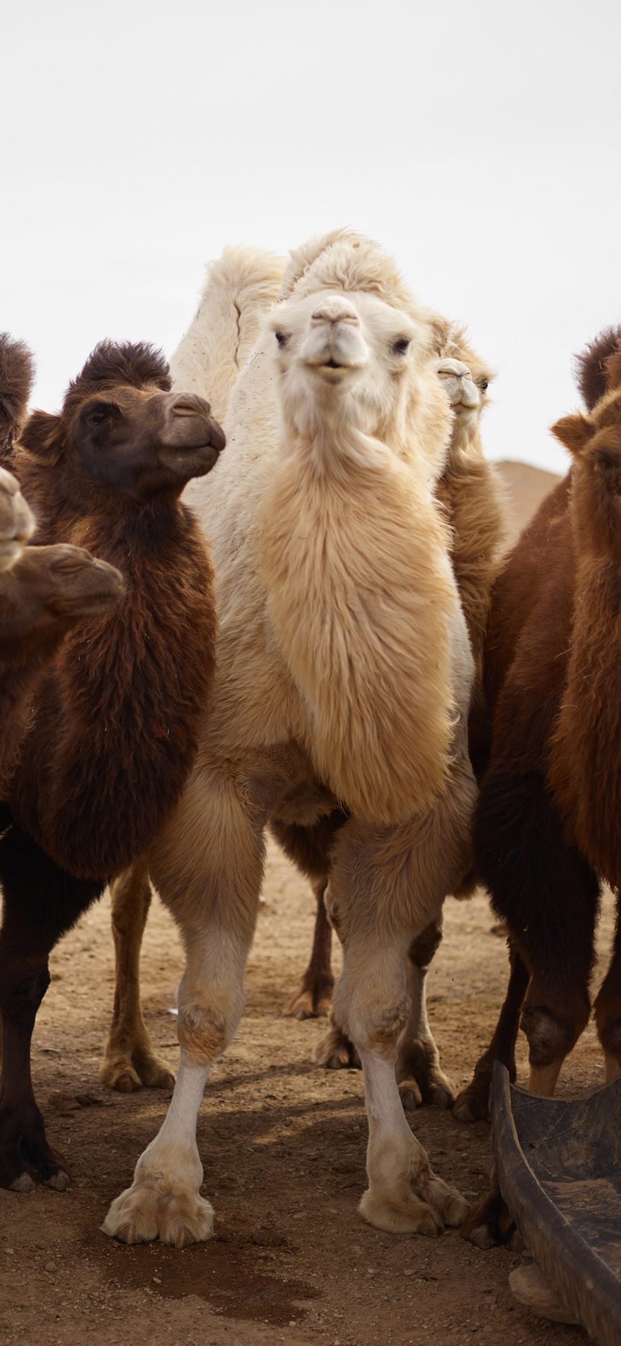 [2436×1125]骆驼 沙漠 毛发 畜牧 苹果手机壁纸图片