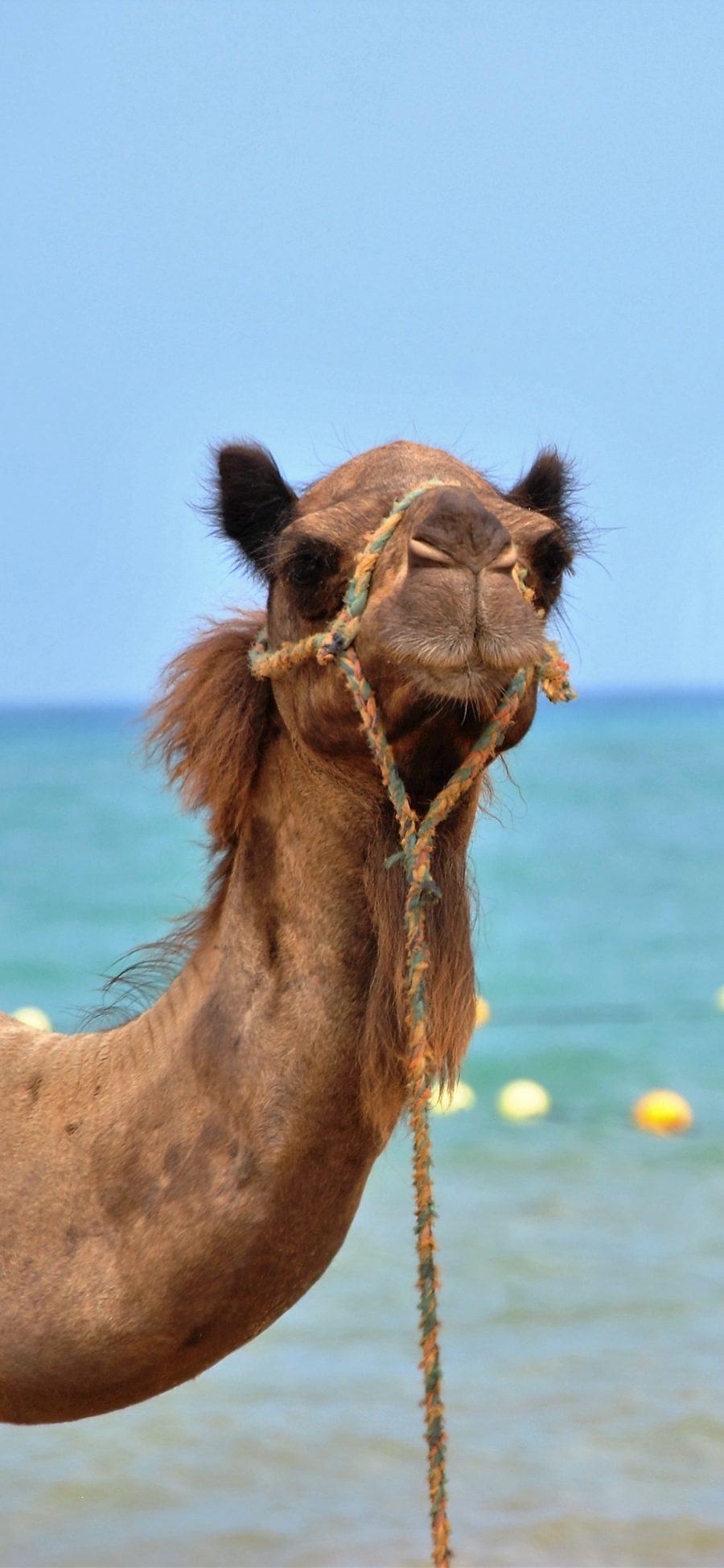 [2436×1125]骆驼 海边 绳子 脖子 苹果手机壁纸图片