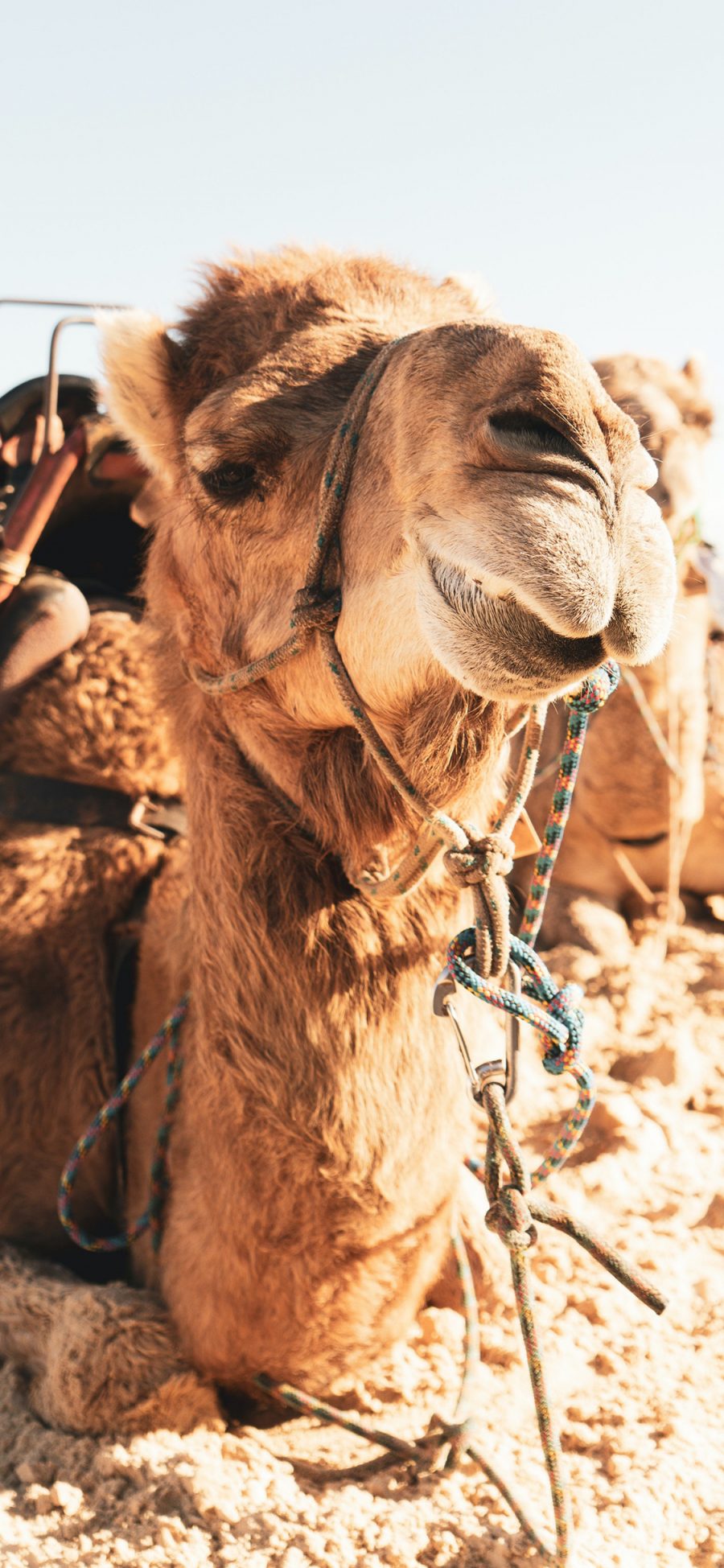 [2436×1125]骆驼 牲畜 沙漠 绳子 苹果手机壁纸图片