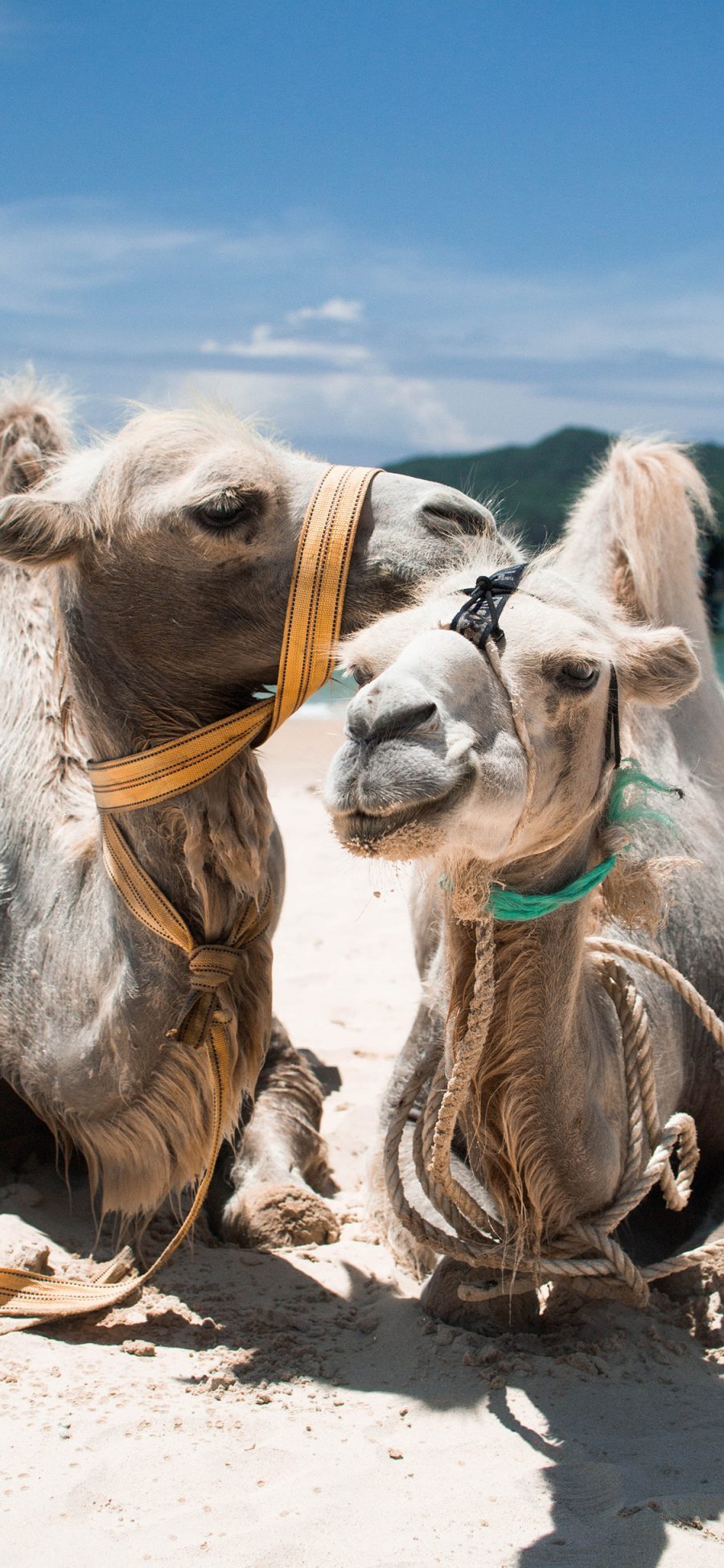 [2436×1125]骆驼 牵引绳 驼峰 牲畜 苹果手机壁纸图片