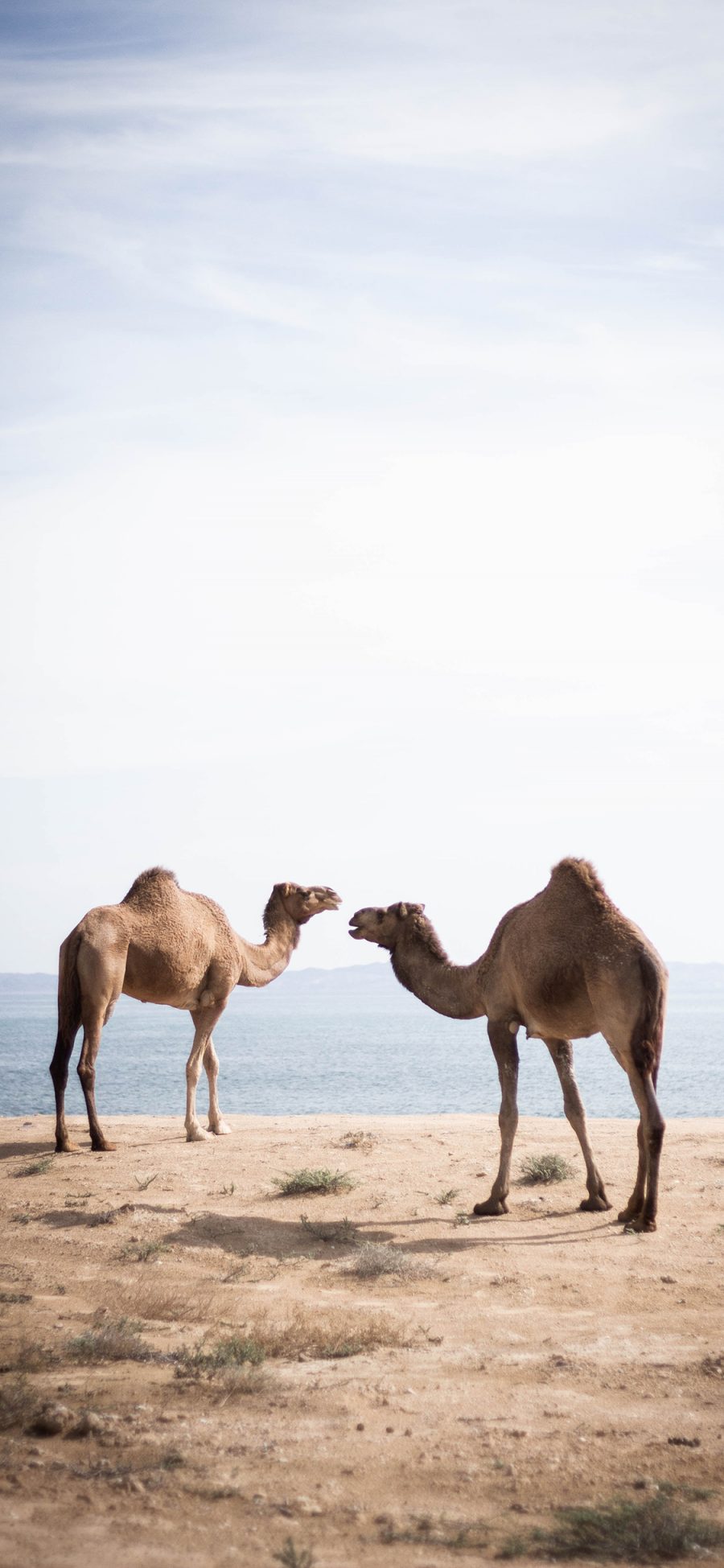 [2436×1125]骆驼 荒漠 单峰 驼峰 苹果手机壁纸图片