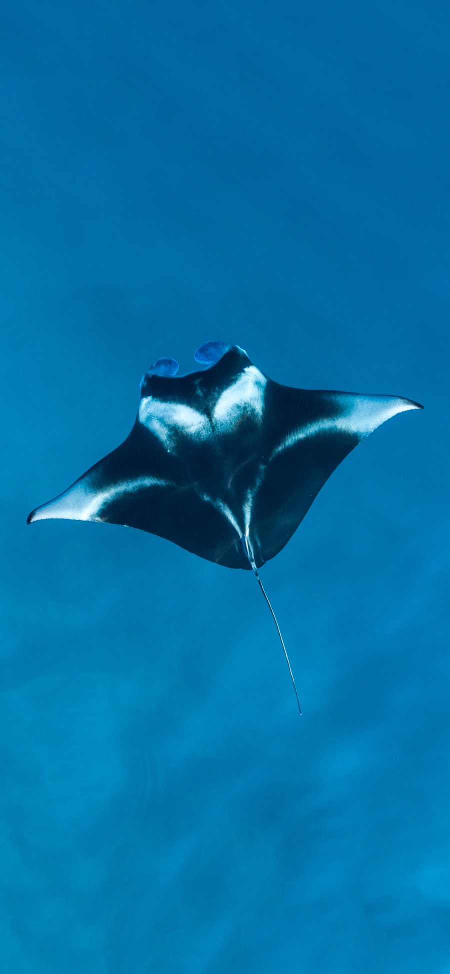 [2436×1125]魔鬼鱼 海洋生物 蓝色 海底 苹果手机壁纸图片