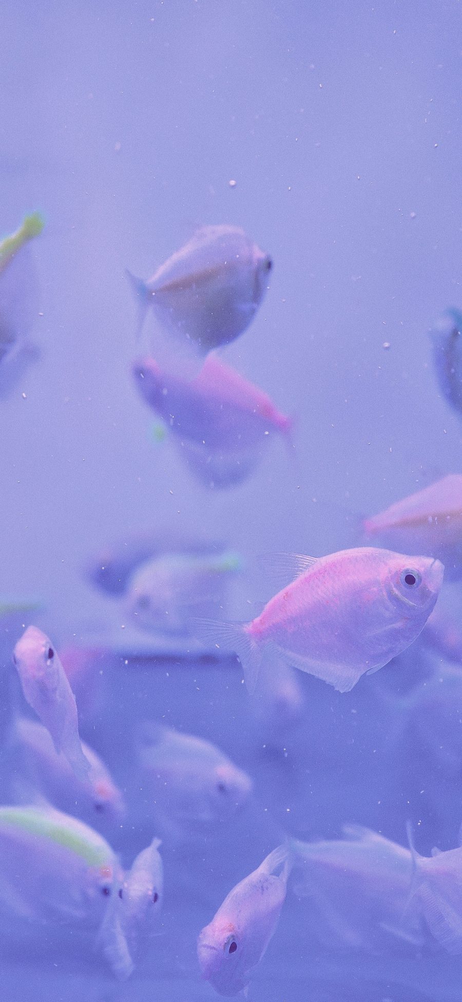 [2436×1125]鱼 水族 鱼群 紫色 养殖 苹果手机壁纸图片