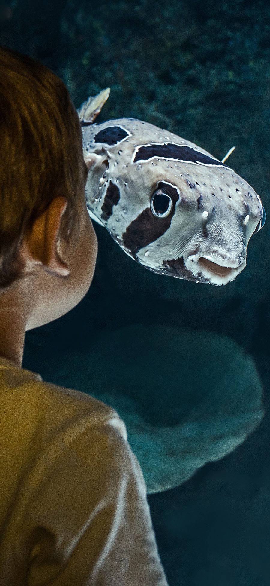 [2436×1125]鱼 水族馆 小男孩 儿童 观看 背影 苹果手机壁纸图片