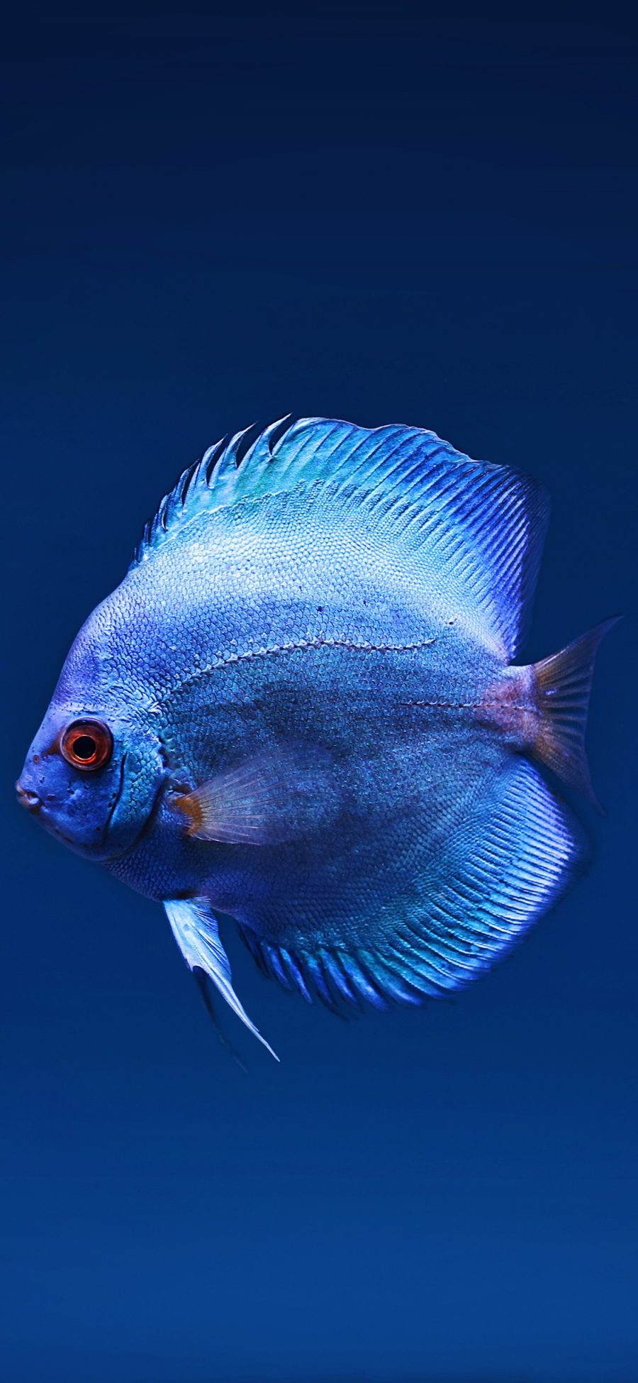 [2436×1125]鱼 海洋生物 蓝色 尾巴 苹果手机壁纸图片