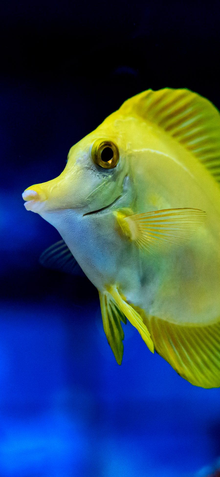 [2436×1125]鱼 海洋生物 黄色 游动 苹果手机壁纸图片