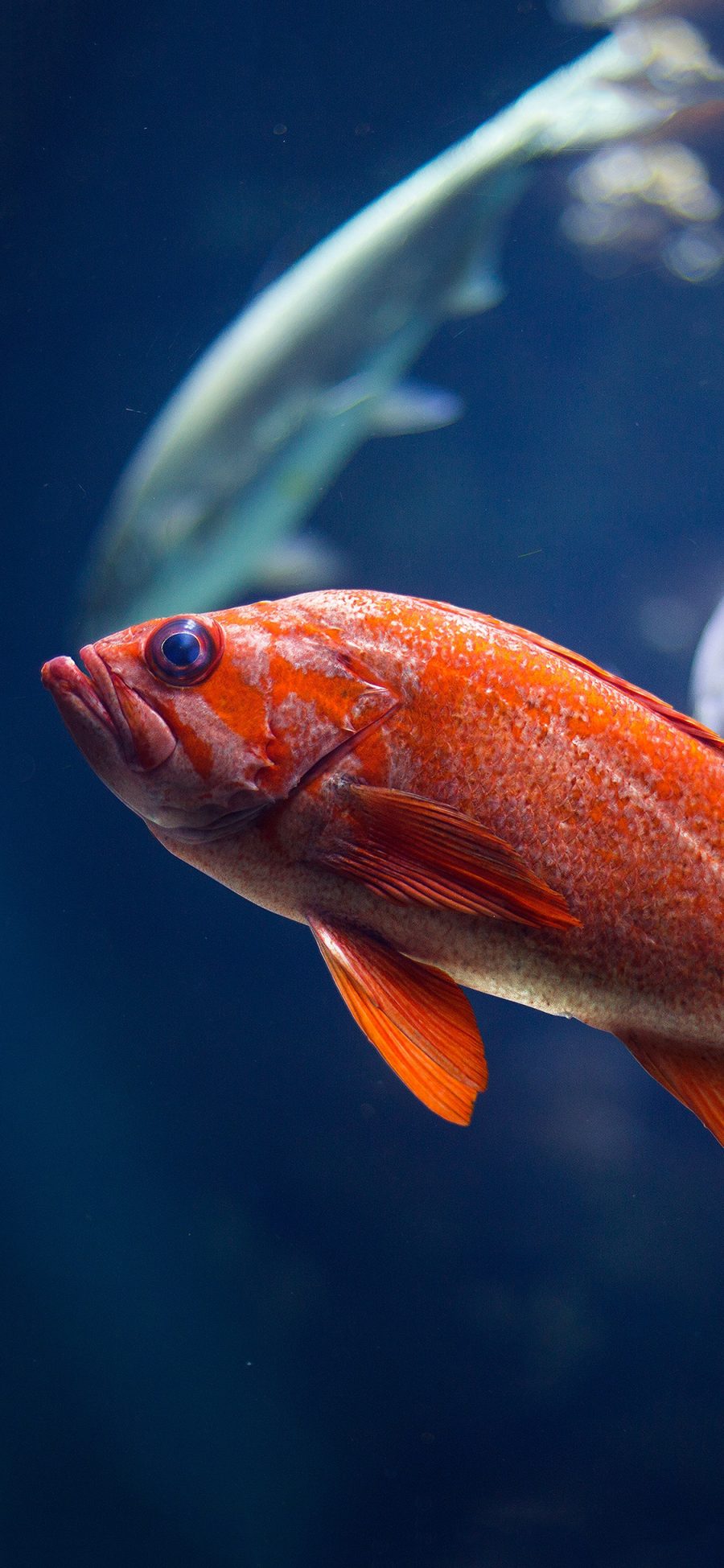 [2436×1125]鱼 海鱼 红色 海洋生物 尾巴 苹果手机壁纸图片