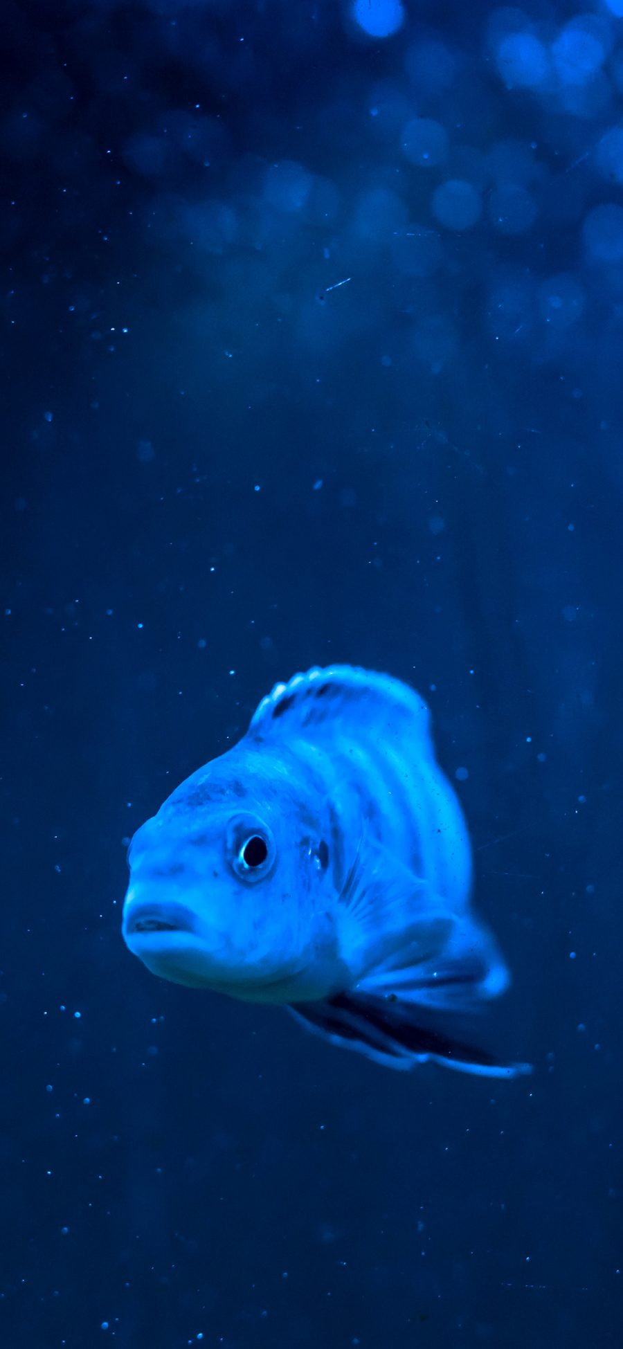 [2436×1125]鱼 深海 海洋生物 蓝 苹果手机壁纸图片