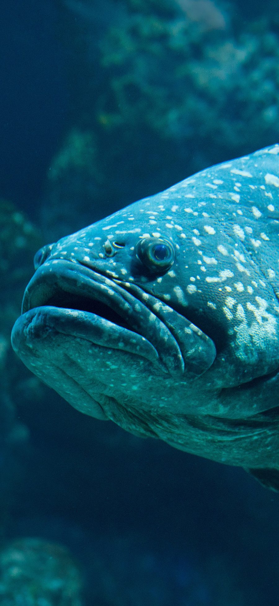 [2436×1125]鱼 蓝色 深海 海鱼 生物 海洋 苹果手机壁纸图片