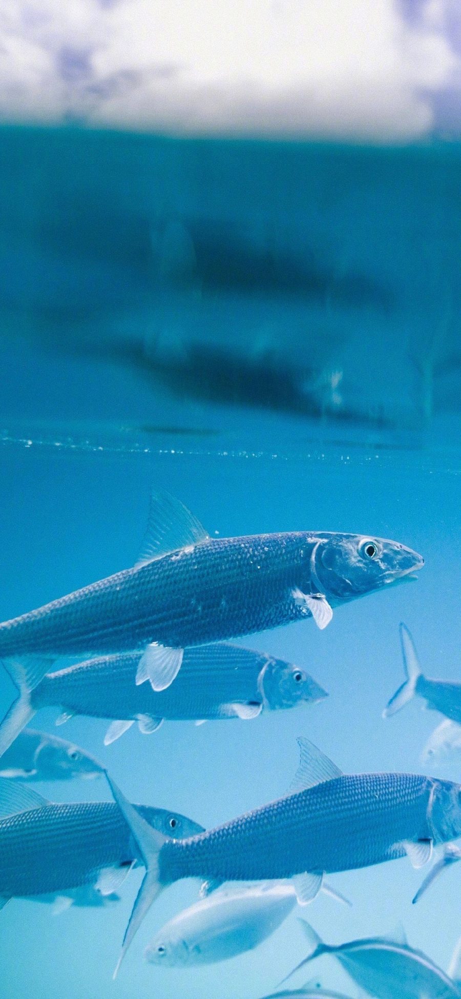 [2436×1125]鱼 鱼群 蓝色 游动 海水 苹果手机壁纸图片