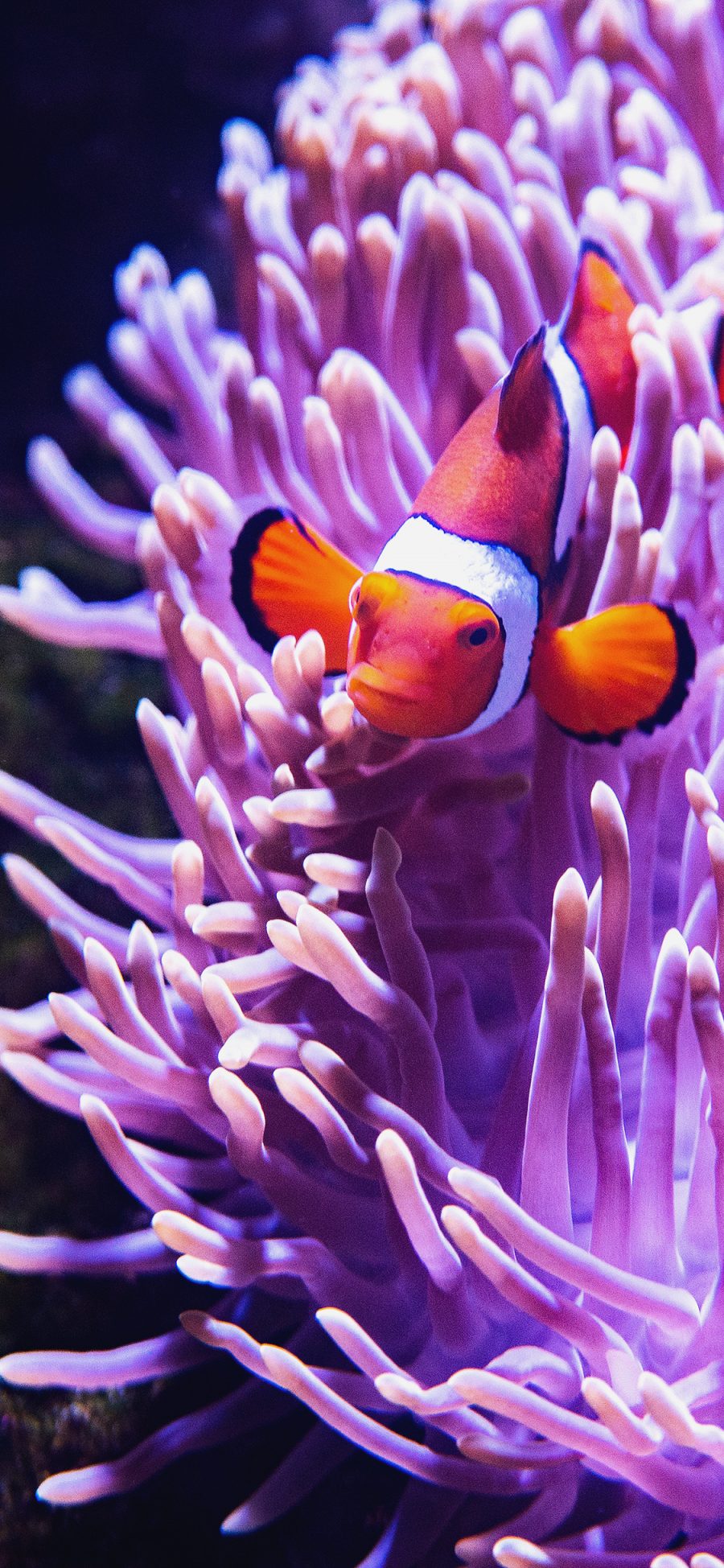 [2436×1125]鱼类 小丑鱼 海底 珊瑚虫  珊瑚 苹果手机壁纸图片