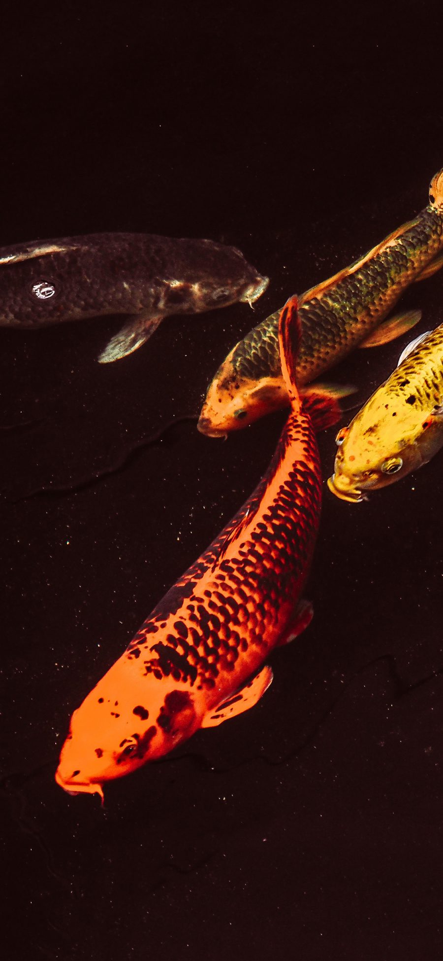 [2436×1125]鱼类 锦鲤 观赏鱼 池塘 苹果手机壁纸图片