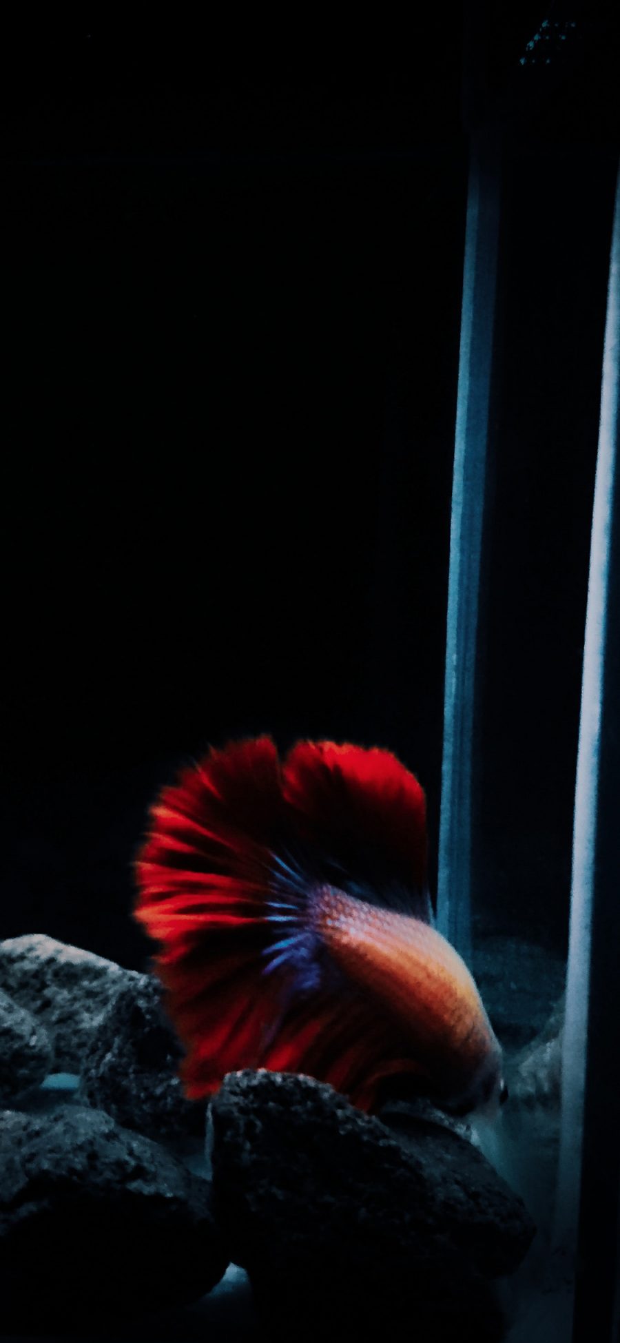 [2436×1125]鱼缸 石头 观赏鱼 斗鱼 红色 漂亮 苹果手机壁纸图片