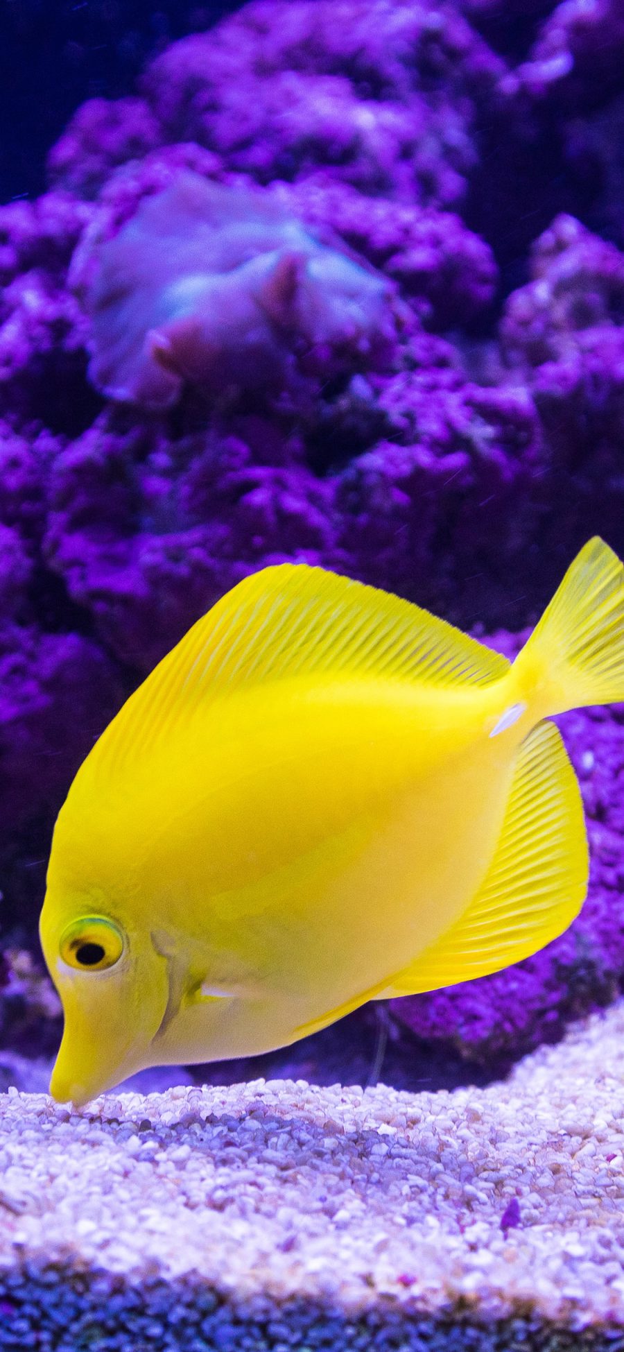 [2436×1125]鱼缸 观赏鱼 黄 色彩 艳丽 苹果手机壁纸图片
