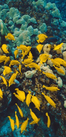 [2436x1125]鱼群 海洋 珊瑚 色彩 苹果手机壁纸图片