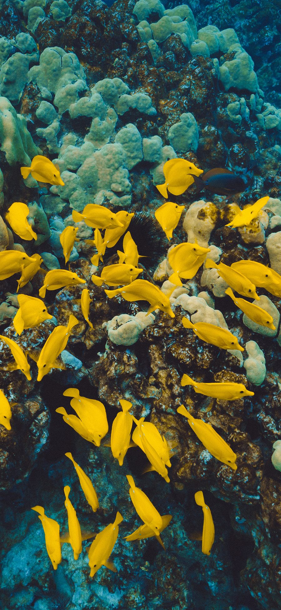 [2436×1125]鱼群 海洋 珊瑚 色彩 苹果手机壁纸图片