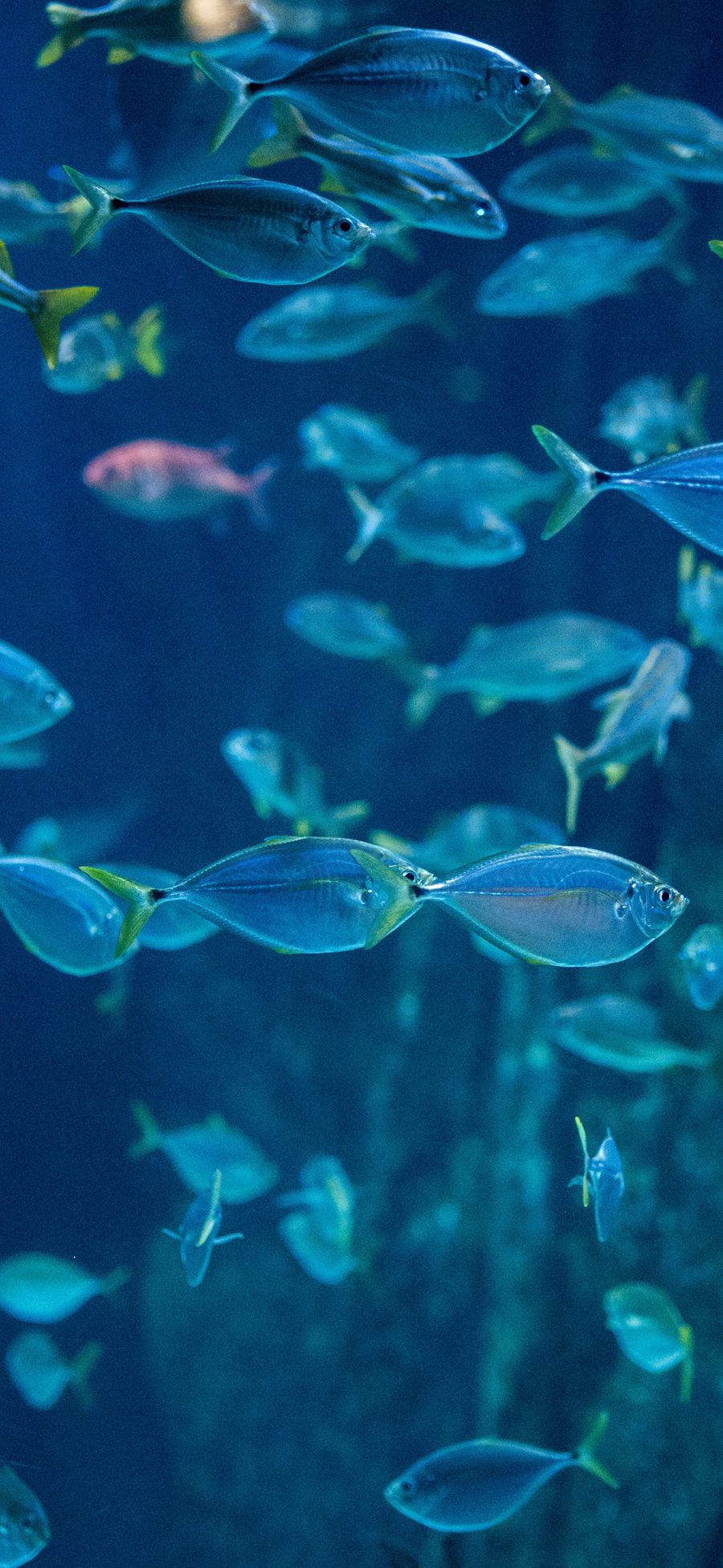 [2436×1125]鱼群 海洋生物 种群 蓝色 苹果手机壁纸图片