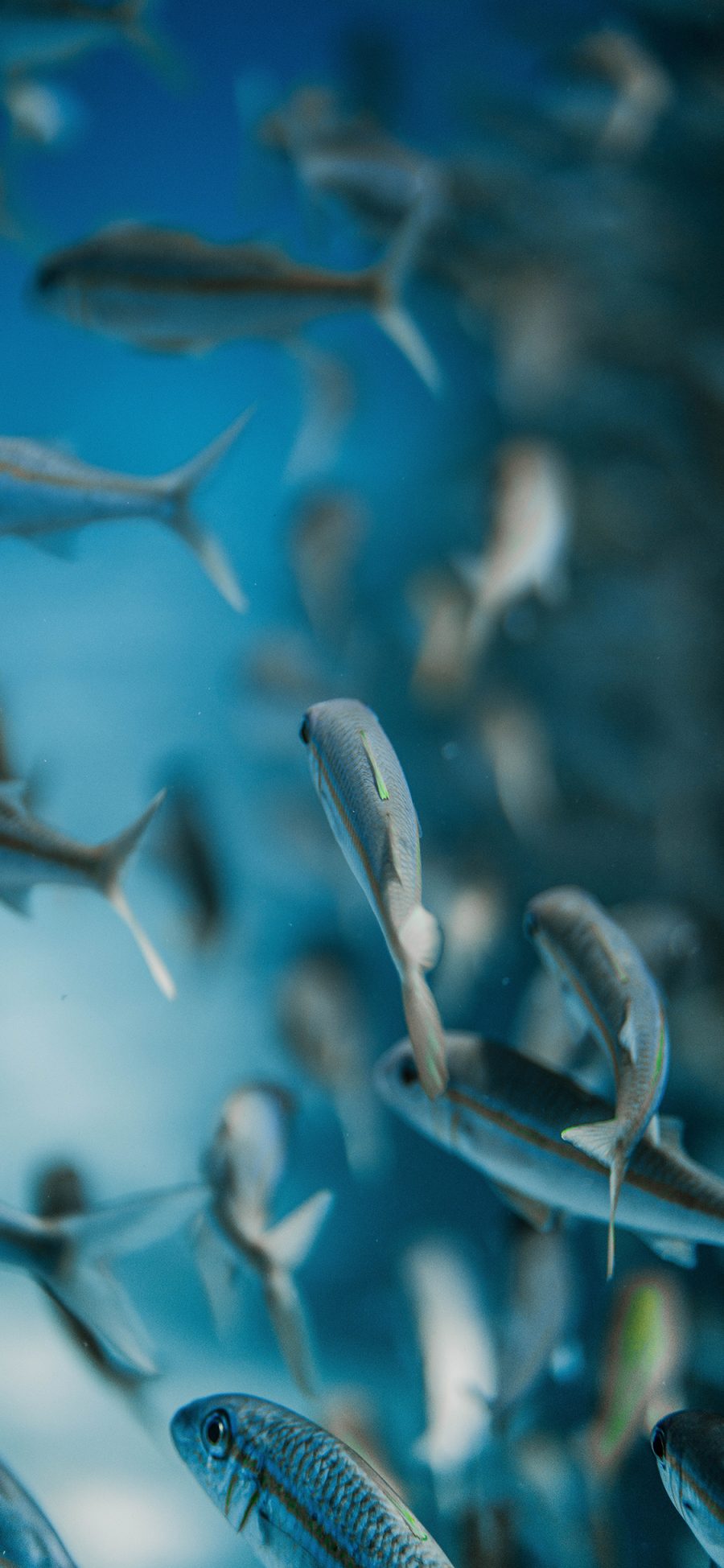 [2436×1125]鱼群 海洋生物 蓝色 海底 小鱼 苹果手机壁纸图片