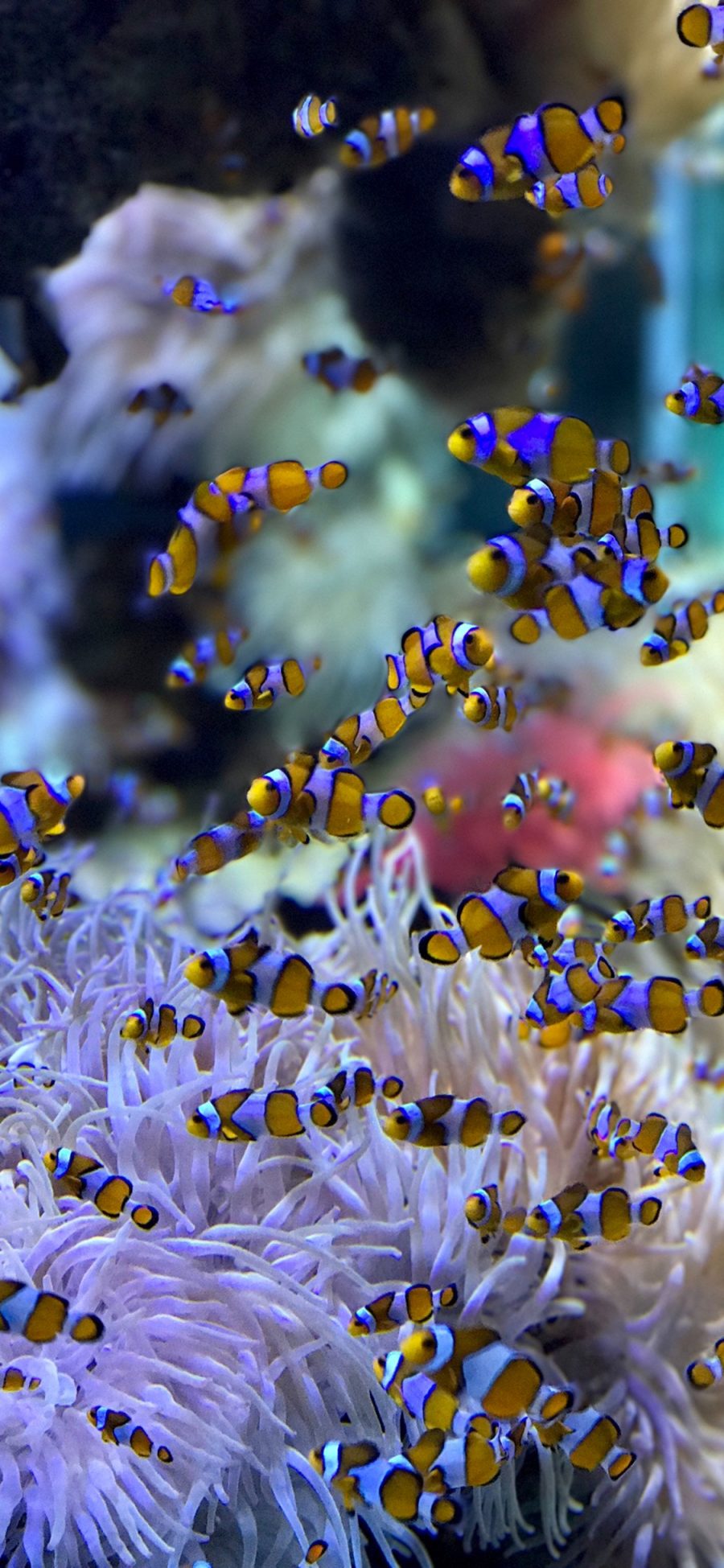 [2436×1125]鱼群 珊瑚虫 热带 小丑鱼 苹果手机壁纸图片