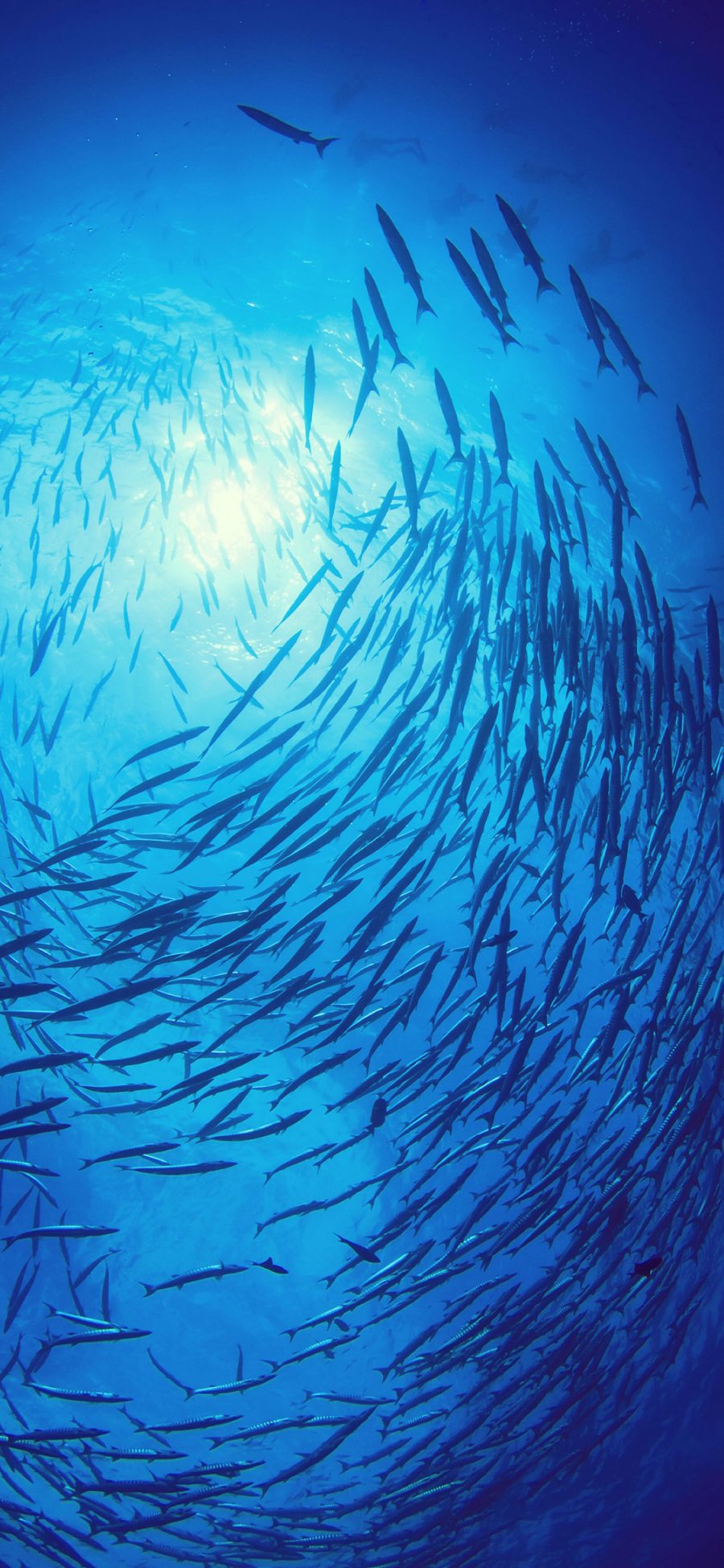 [2436×1125]鱼群 蓝色 海洋生物 游动 苹果手机壁纸图片