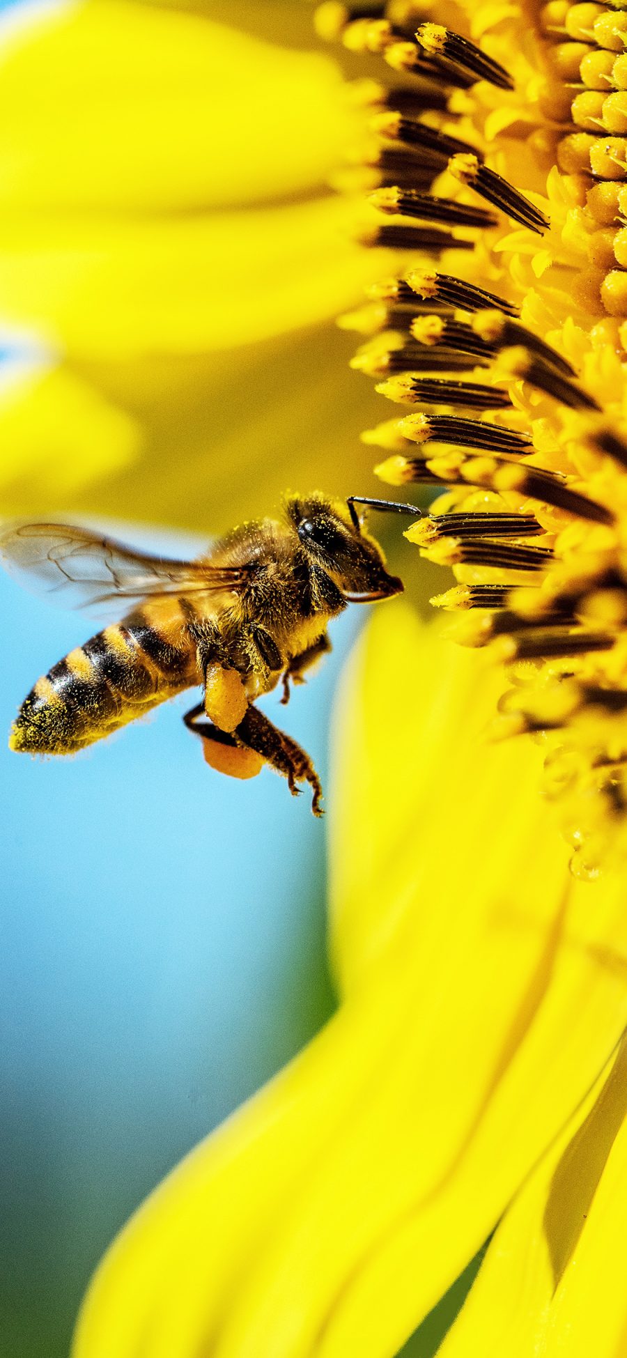 [2436×1125]鲜花 向日葵 昆虫 蜜蜂 采蜜 苹果手机壁纸图片