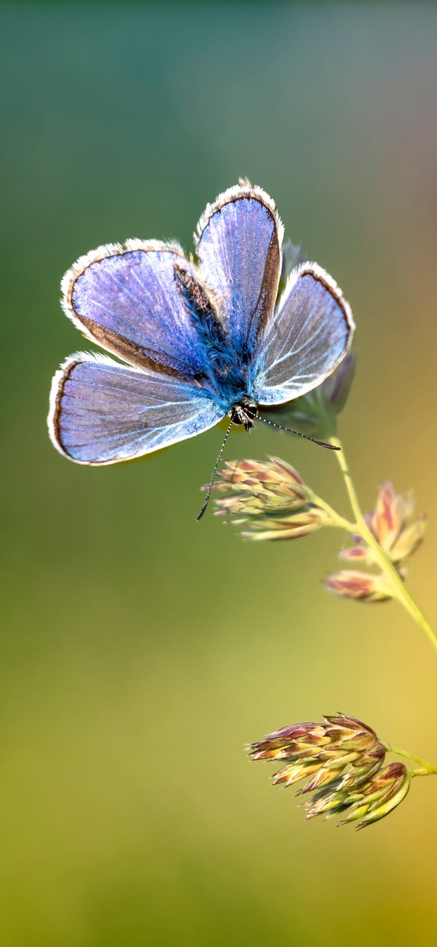 [2436×1125]鲜花 昆虫 蝴蝶 蓝色 苹果手机壁纸图片