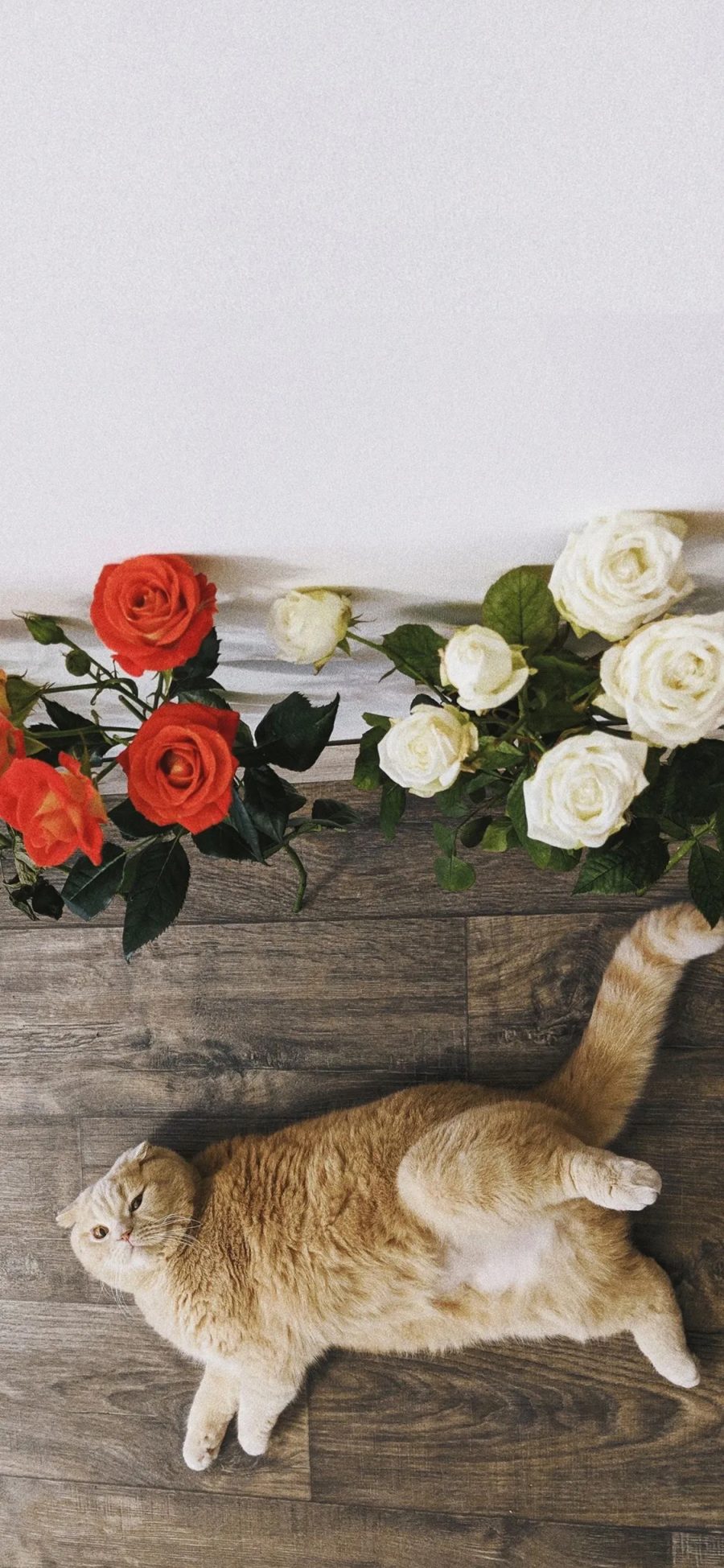 [2436×1125]鲜花 玫瑰 猫咪 橘猫 肥 苹果手机壁纸图片