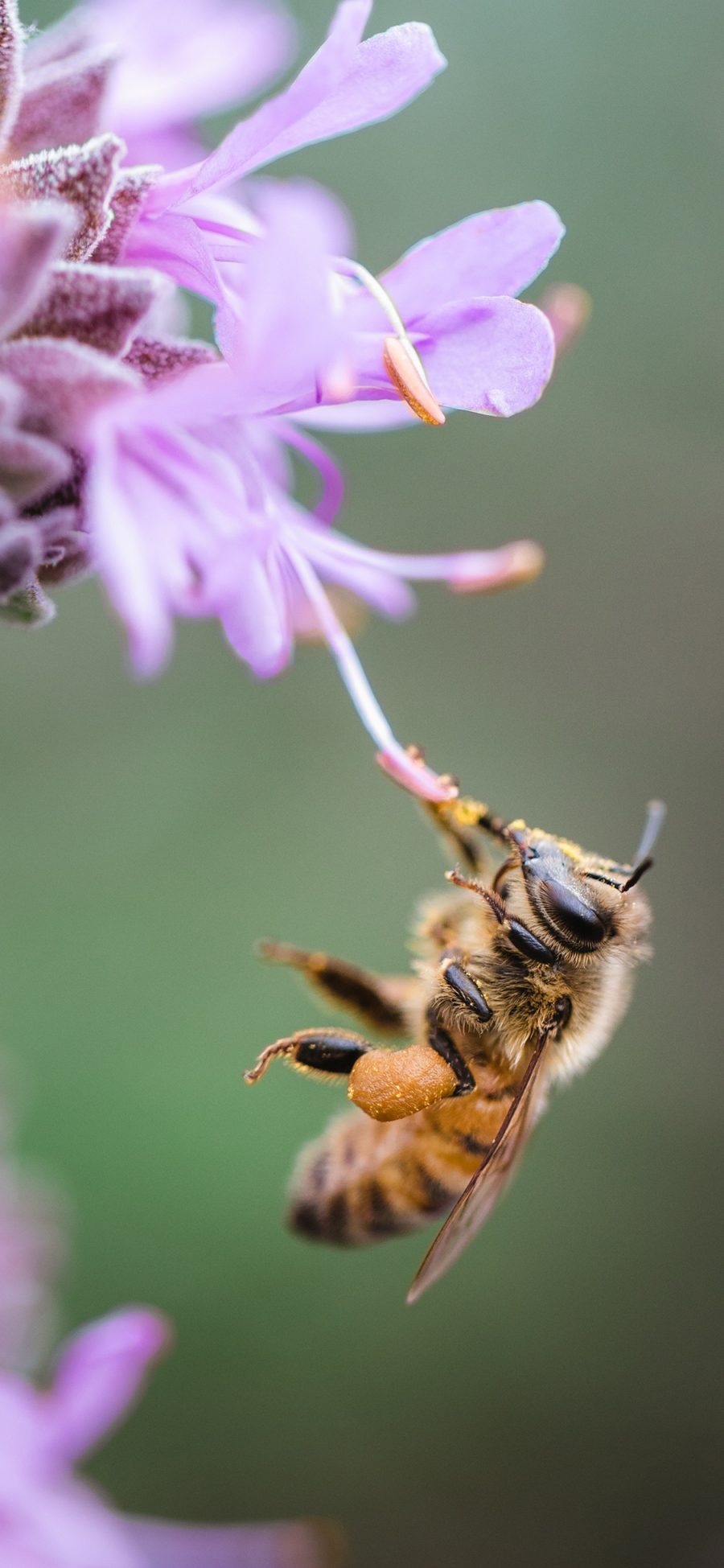 [2436×1125]鲜花 粉色 昆虫 蜜蜂 采蜜 苹果手机壁纸图片
