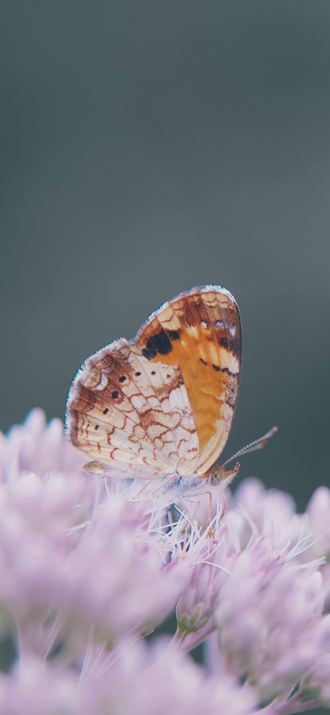 [2436×1125]鲜花 紫色 昆虫 蝴蝶 苹果手机壁纸图片
