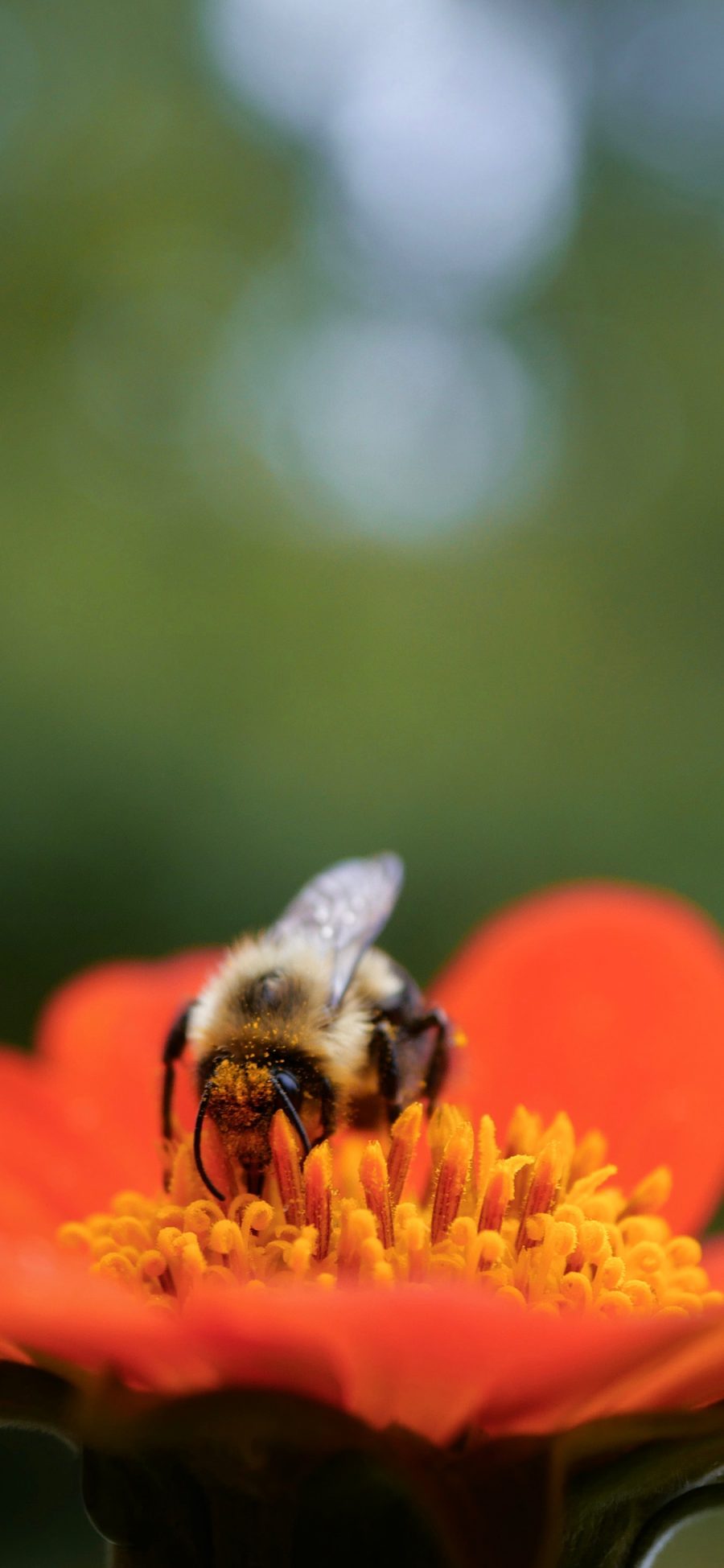 [2436×1125]鲜花 红色 昆虫 蜜蜂 授粉 苹果手机壁纸图片