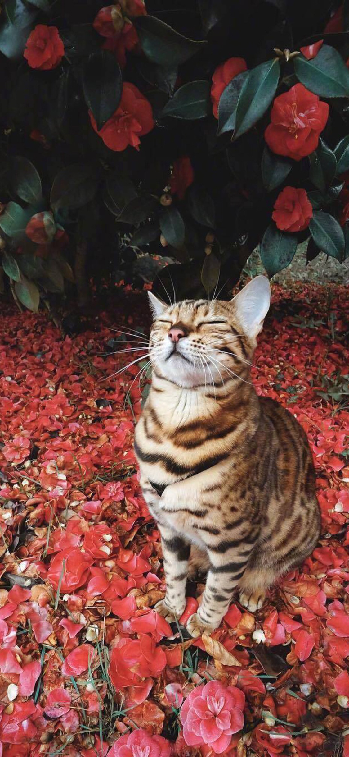 [2436×1125]鲜花 花瓣 喵星人 豹猫 苹果手机壁纸图片