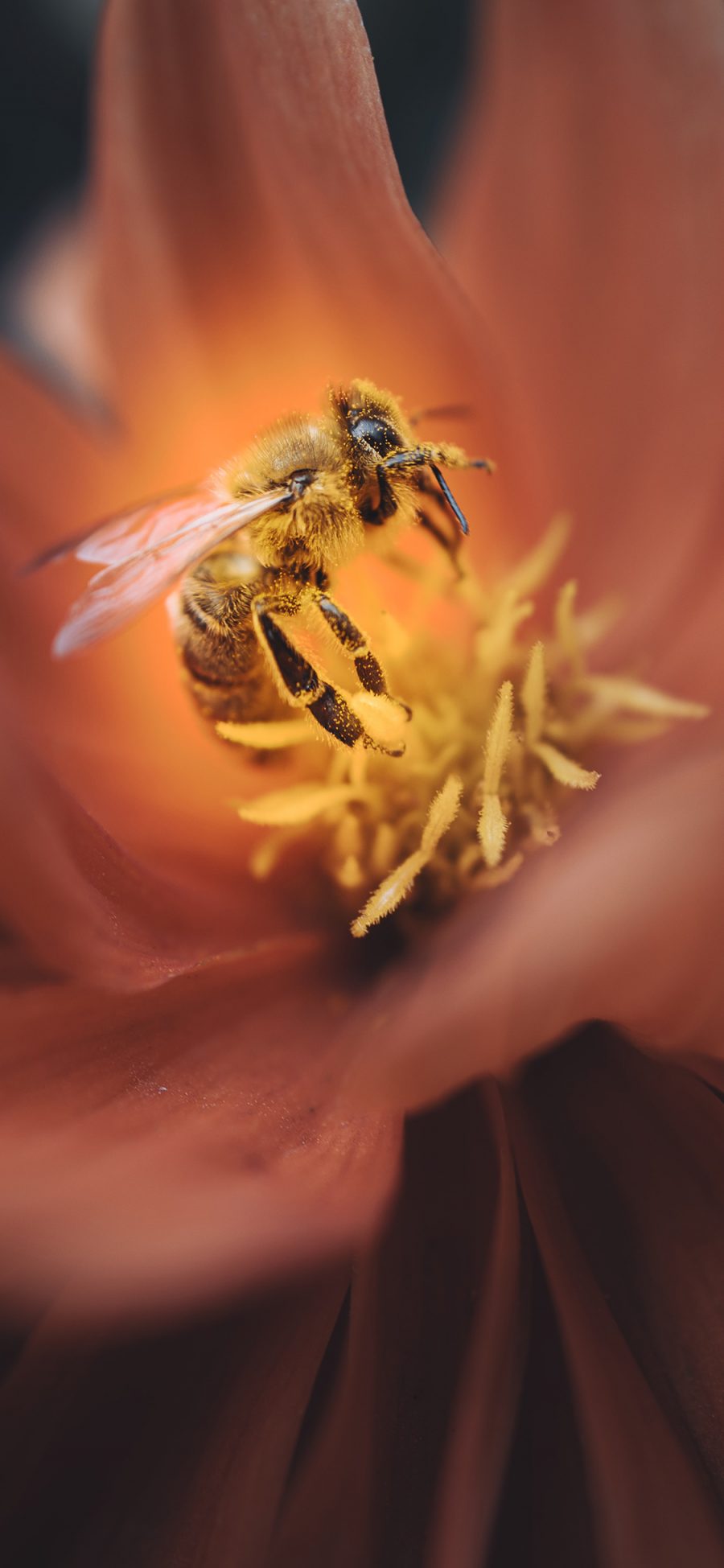 [2436×1125]鲜花 花蕊 蜜蜂 采蜜 苹果手机壁纸图片