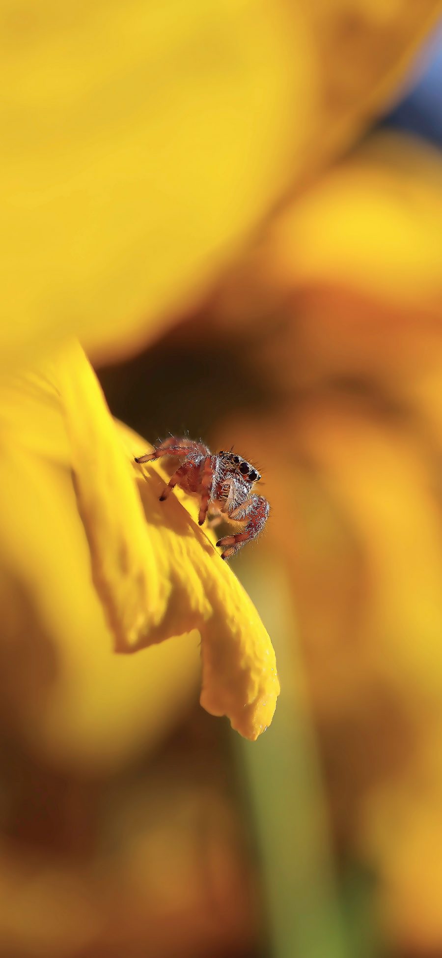 [2436×1125]鲜花 黄色 蜘蛛 昆虫 爬行 苹果手机壁纸图片